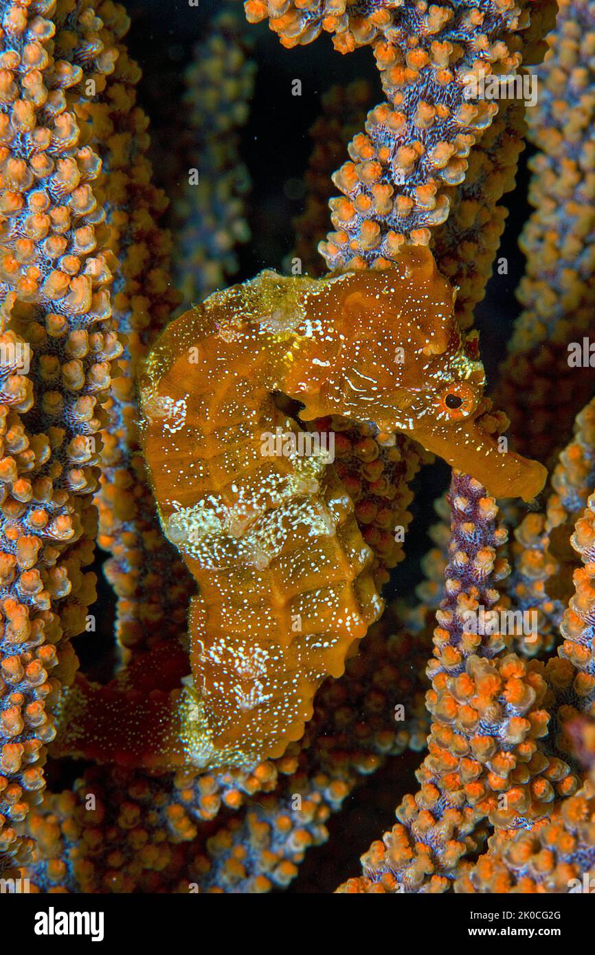 Pacific seahorse (Hippocampus ingens), vulnerable, Malpelo island, UNESCO World Heritage site, Colombia Stock Photo