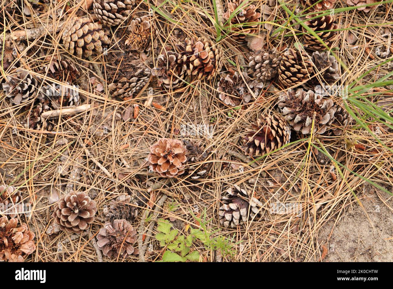 many closed pine cones on the forest floor Stock Photo