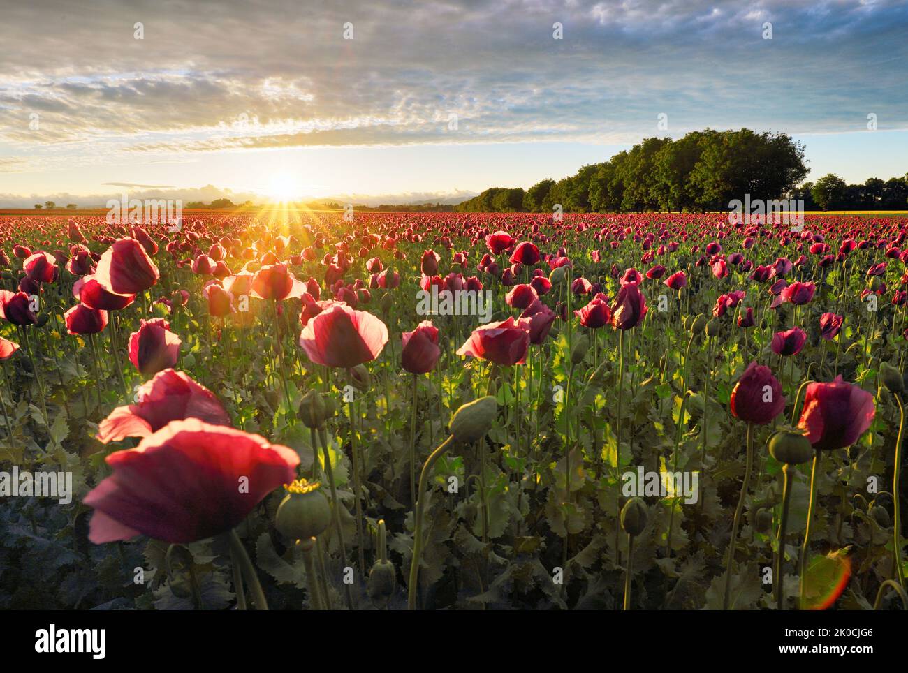 Red poppy field at sunset landscape Stock Photo