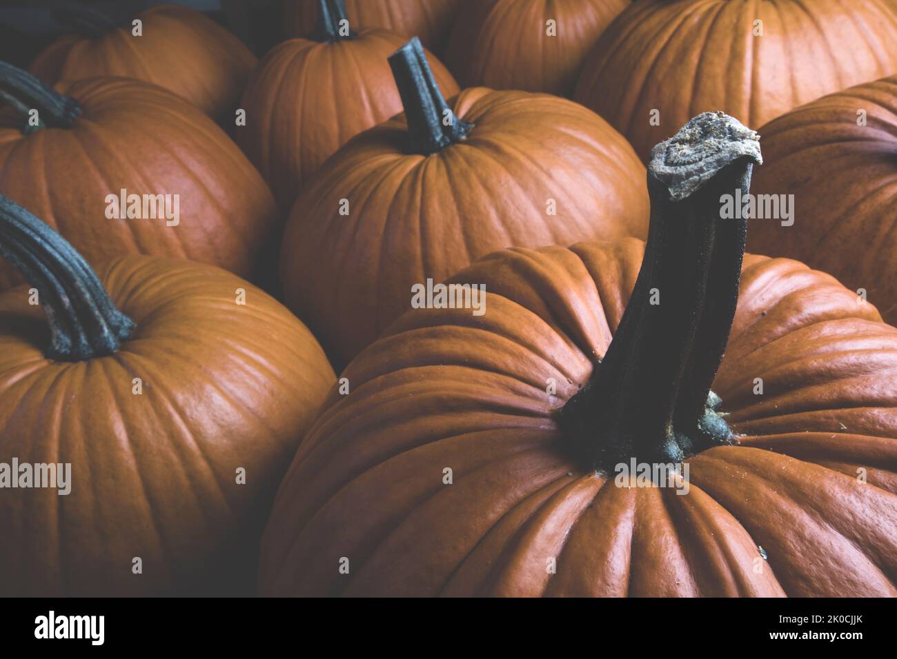 Dark pumpkin background of many pumpkins, Halloween or Thanksgiving day concept Stock Photo