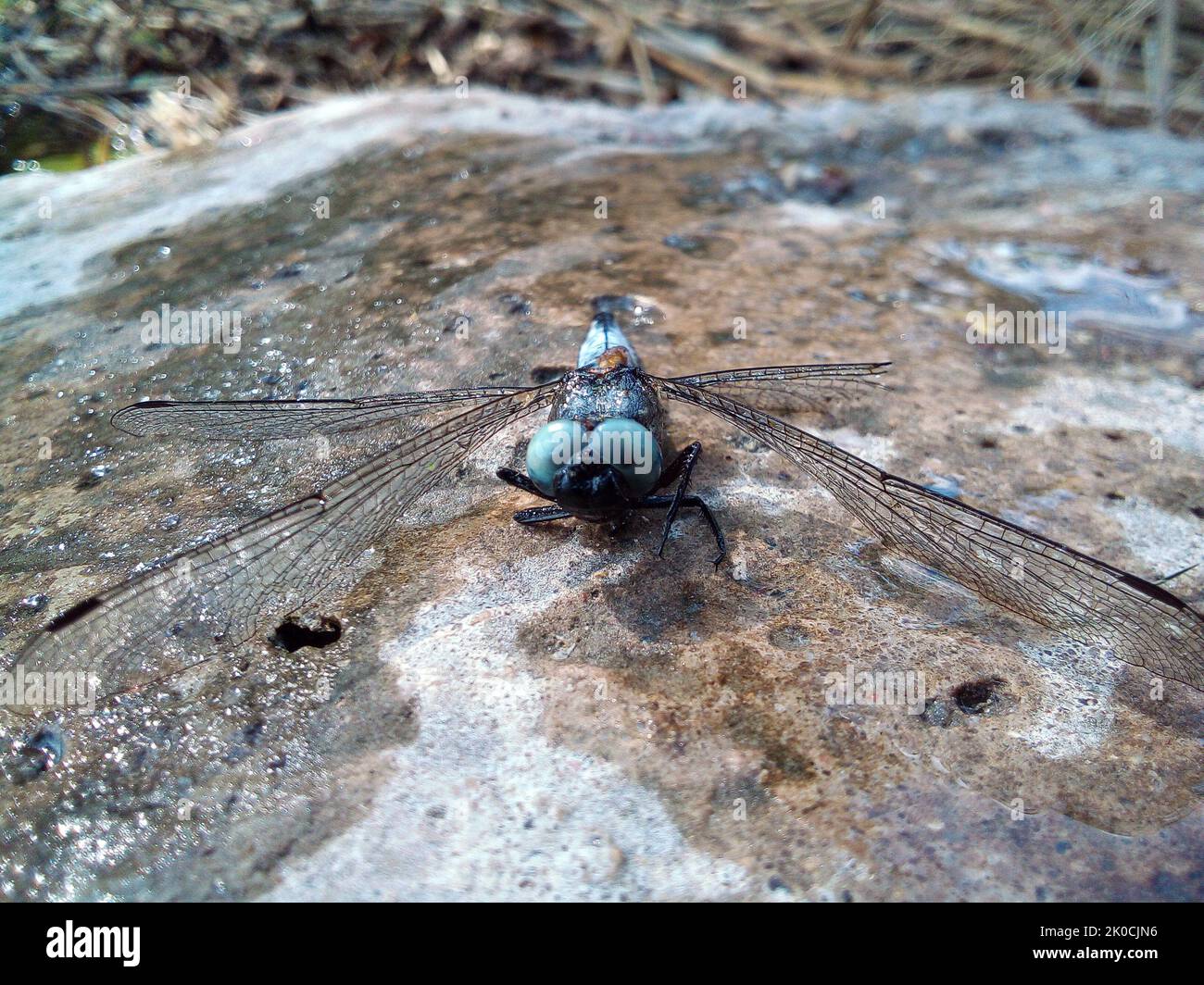 Wet dragonfly with wet wings sits on a stone Stock Photo Alamy
