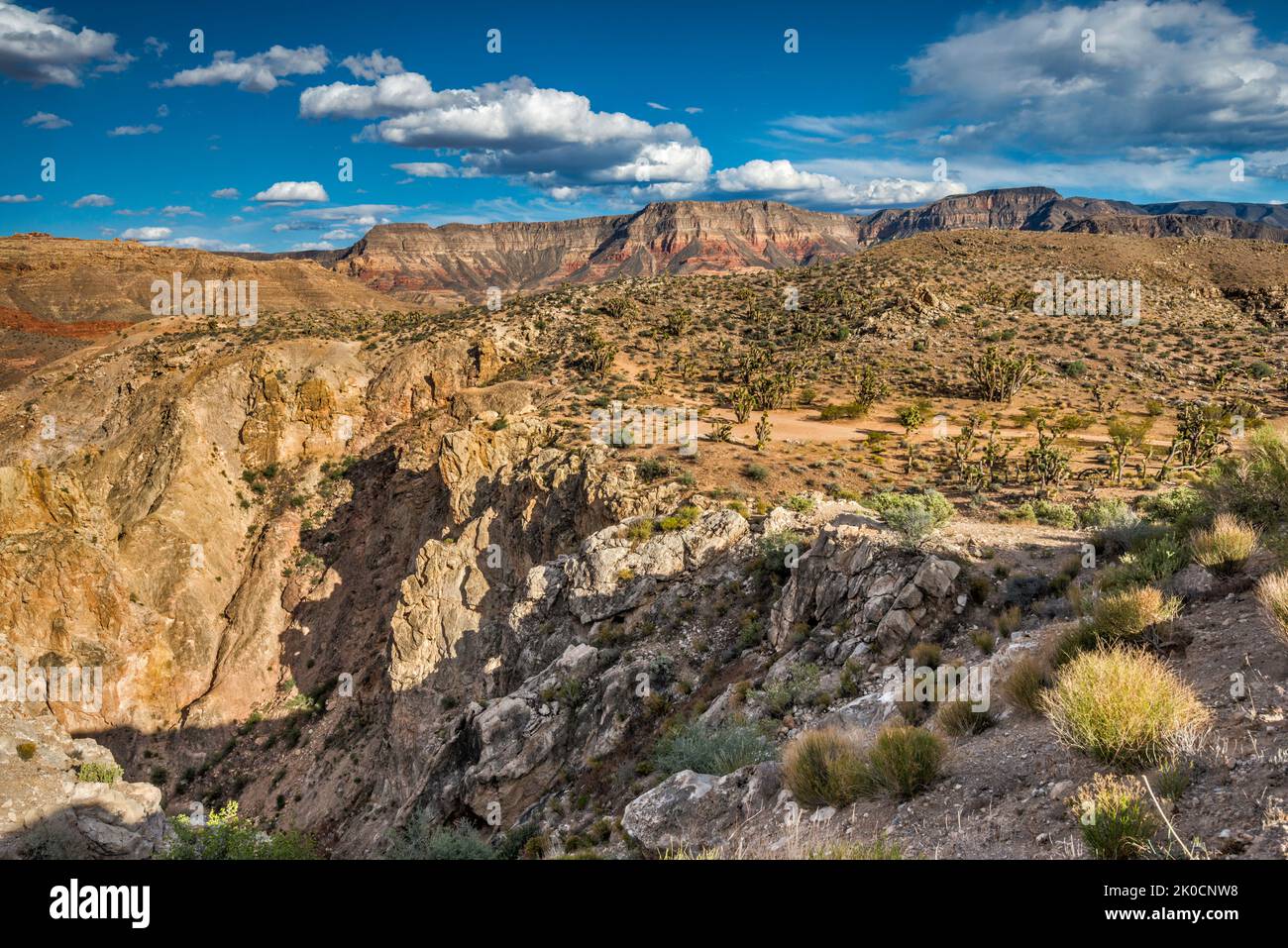 Beaver Dam Mtns Wilderness, Cedar Pockets Wash area, Yellow Knolls over
