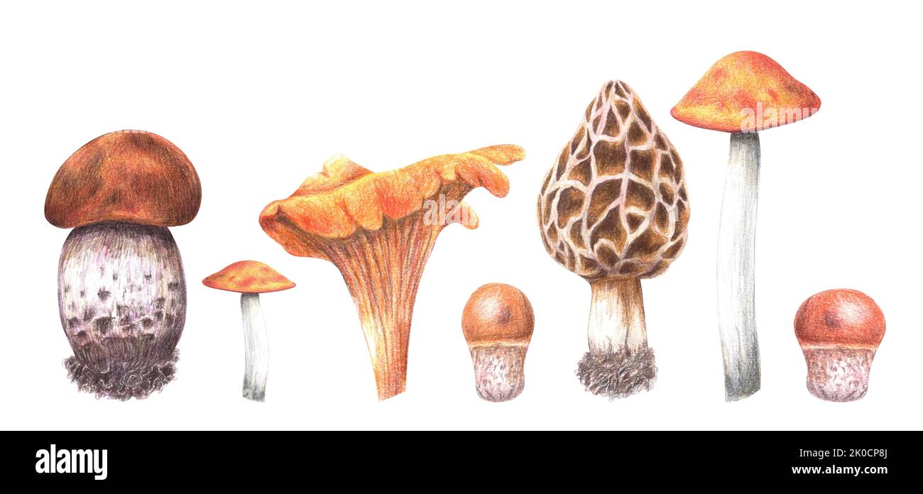 Banner with various mushrooms drawn with pencils and isolated on a white background. For postcards, design, packaging, postcards Stock Photo