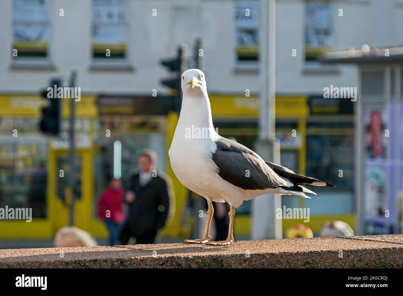 A herring gull (Larus argentatus) watches a photographer on a street in Bristol, UK Stock Photo