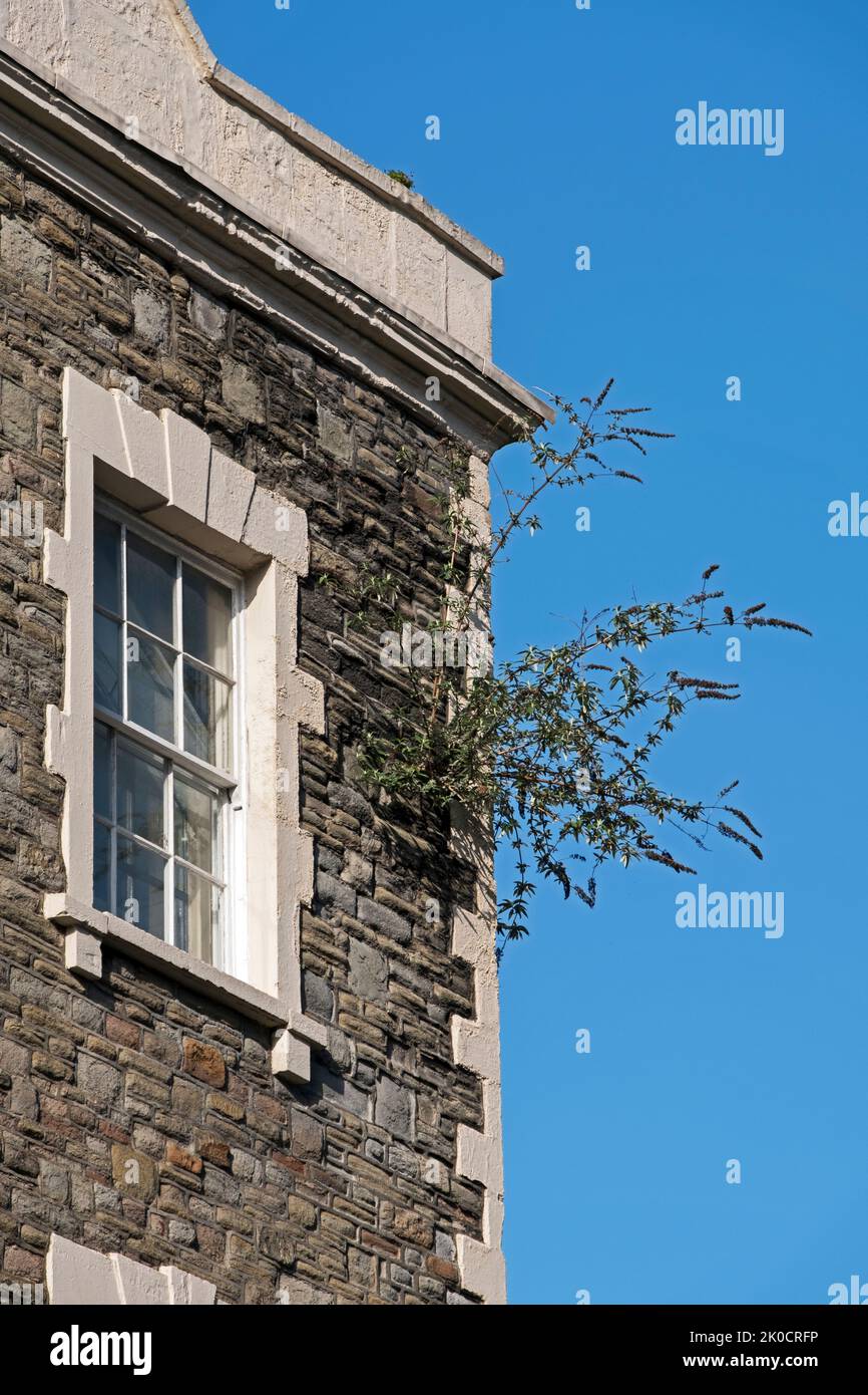 A buddleia plant growing from the wall of a building in Bristol, UK Stock Photo