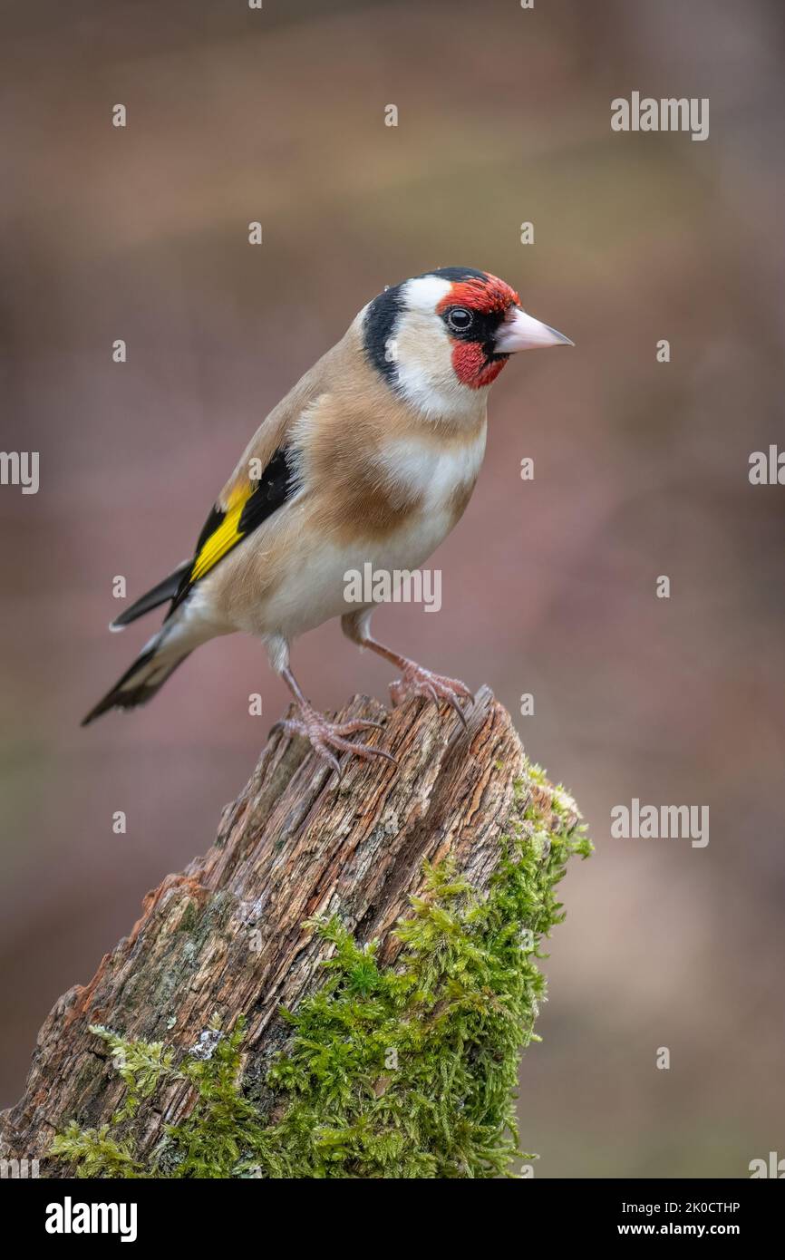 A profile close up portrait of a european goldfinch, carduelis,  perched on an old tree stump Stock Photo