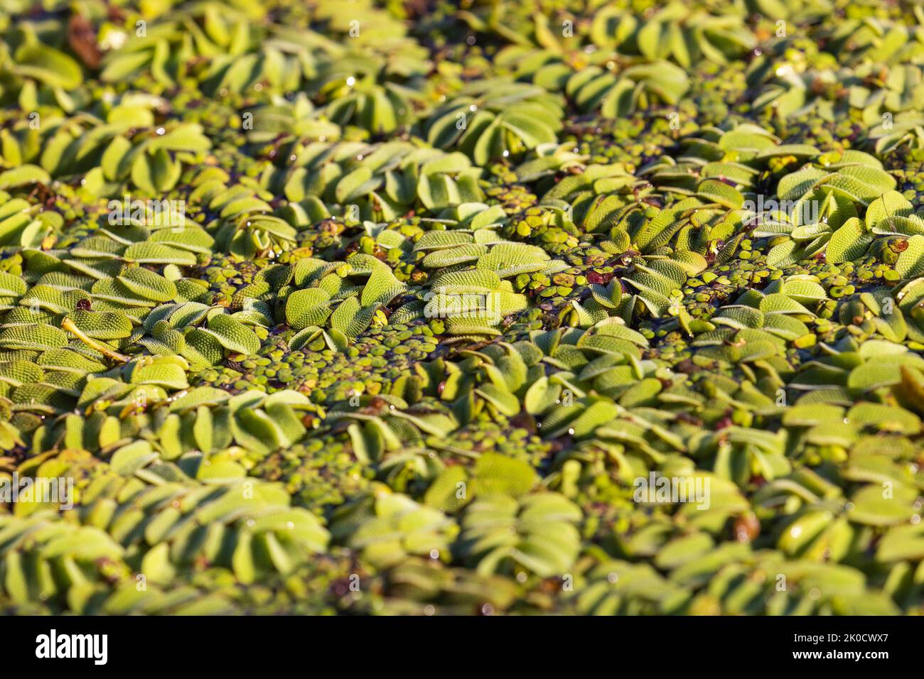 Salvinia natans hi-res stock photography and images - Alamy