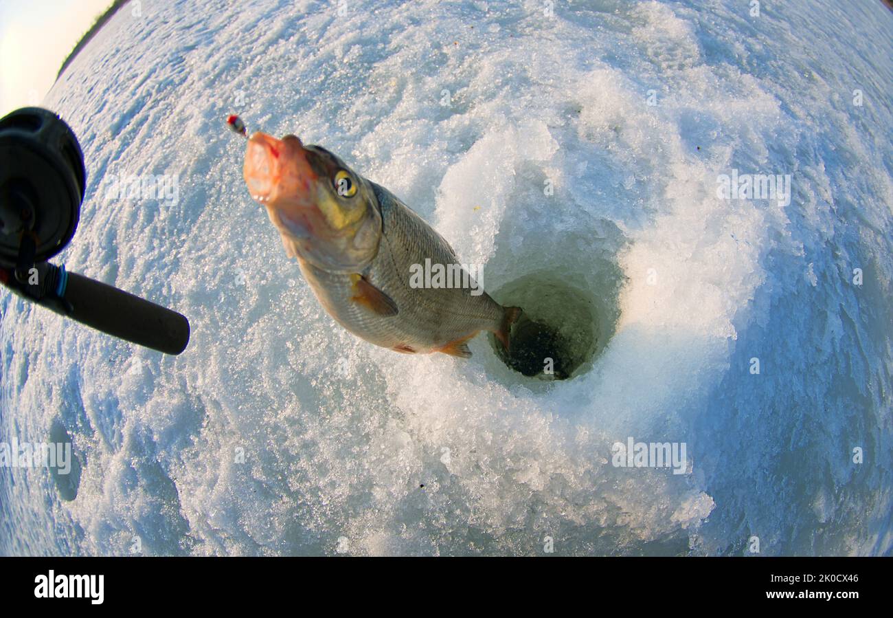 Ice recreational fishing. A picture of Zarthe (Vimba vimba) fishing with a hole, a panorama of the river and the forest shore. A fish-eye lens is used Stock Photo