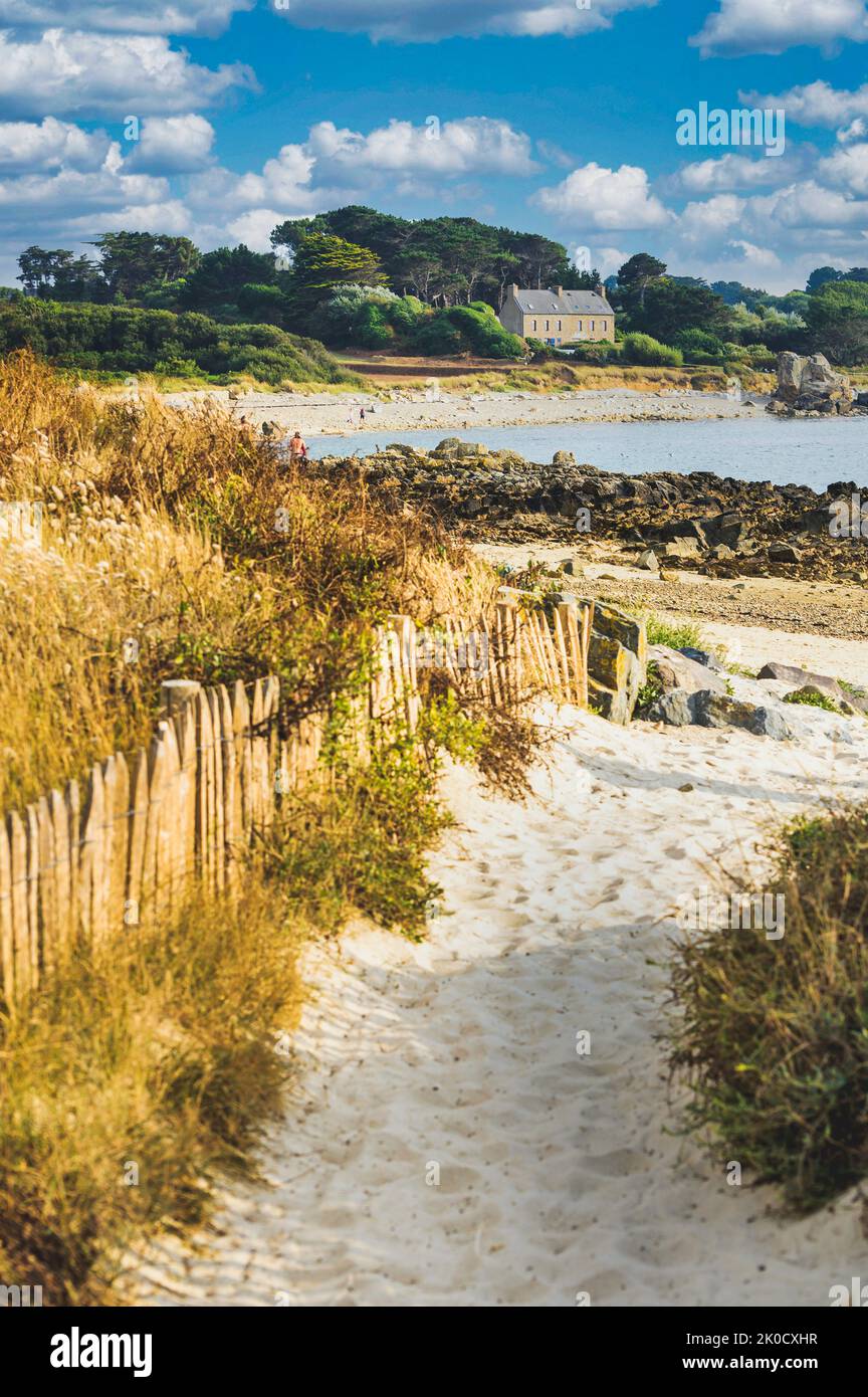 Sandy footpath in the grassy dunes bordered by a wooden fence by the sea in finistere in Brittany under blue sky  Stock Photo