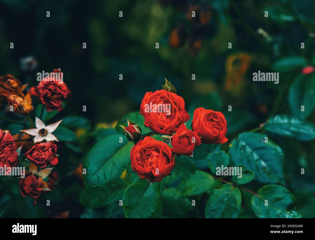 Beautiful bright red rose flowers and buds, growing in the garden ...