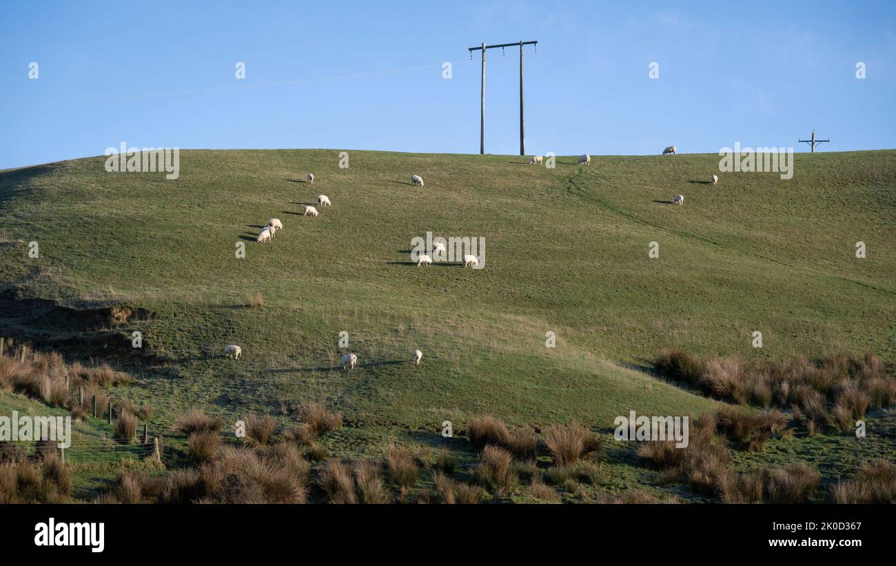 Sheep grazing on the green grassland, South Island, New Zealand. Stock Photo