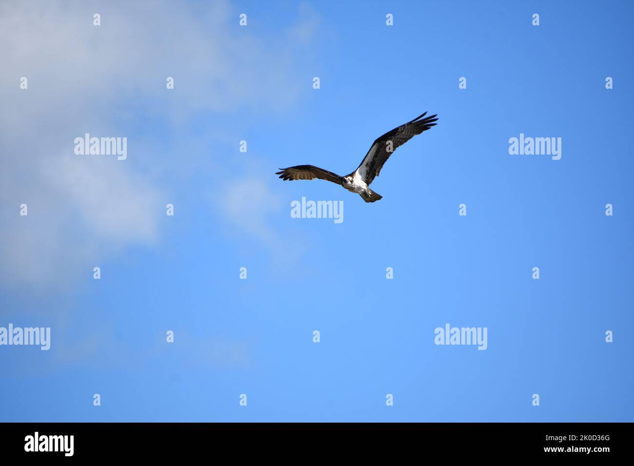 Osprey bird with wings spread soaring in flight in the summer Stock ...