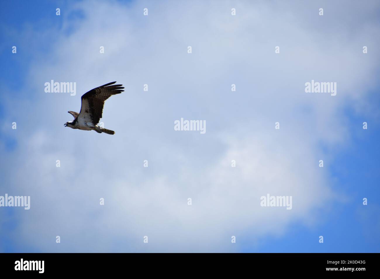 Osprey flying in cloudy blue skies with wings extended Stock Photo - Alamy