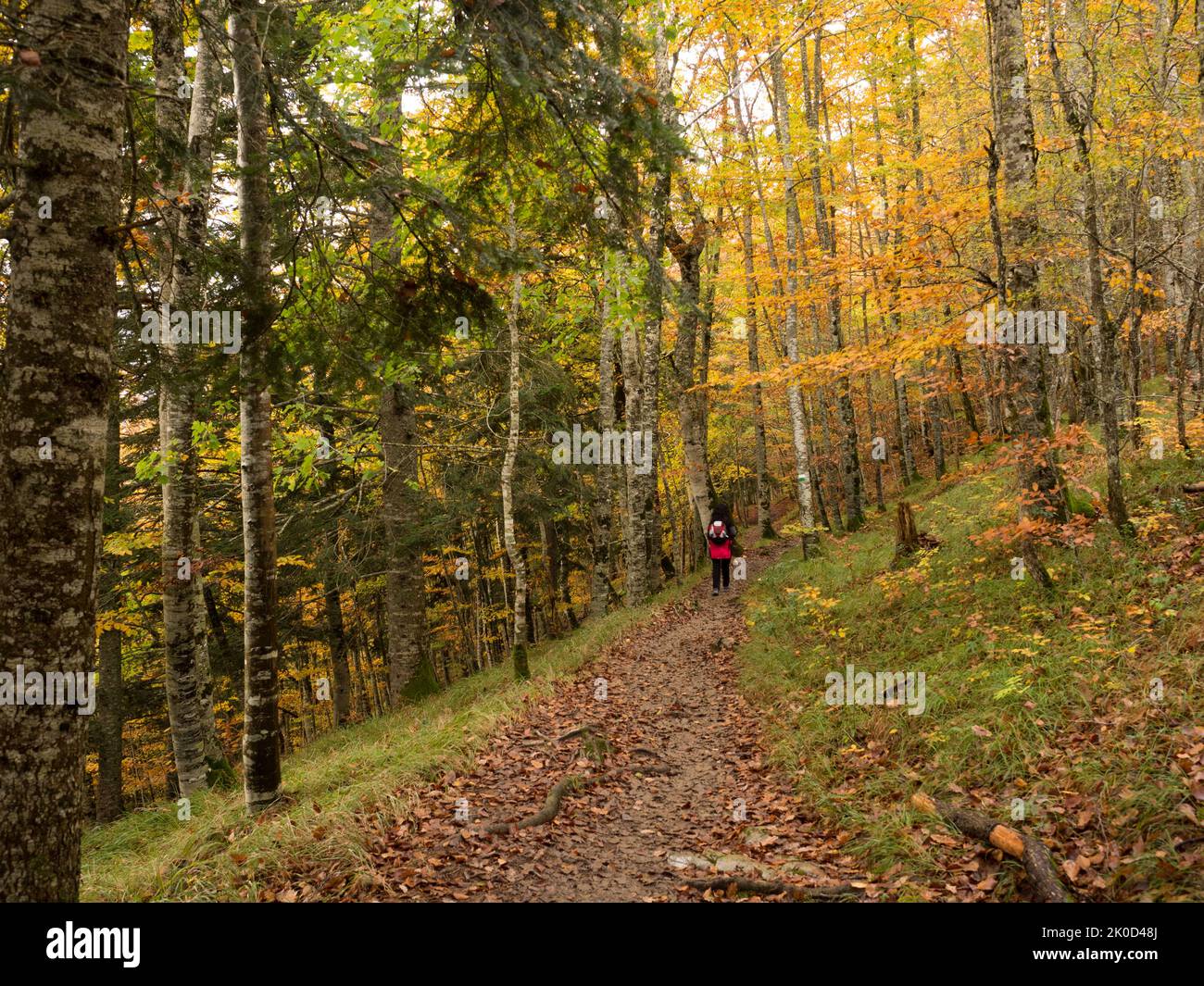 Different trunk colors hi-res stock photography and images - Alamy