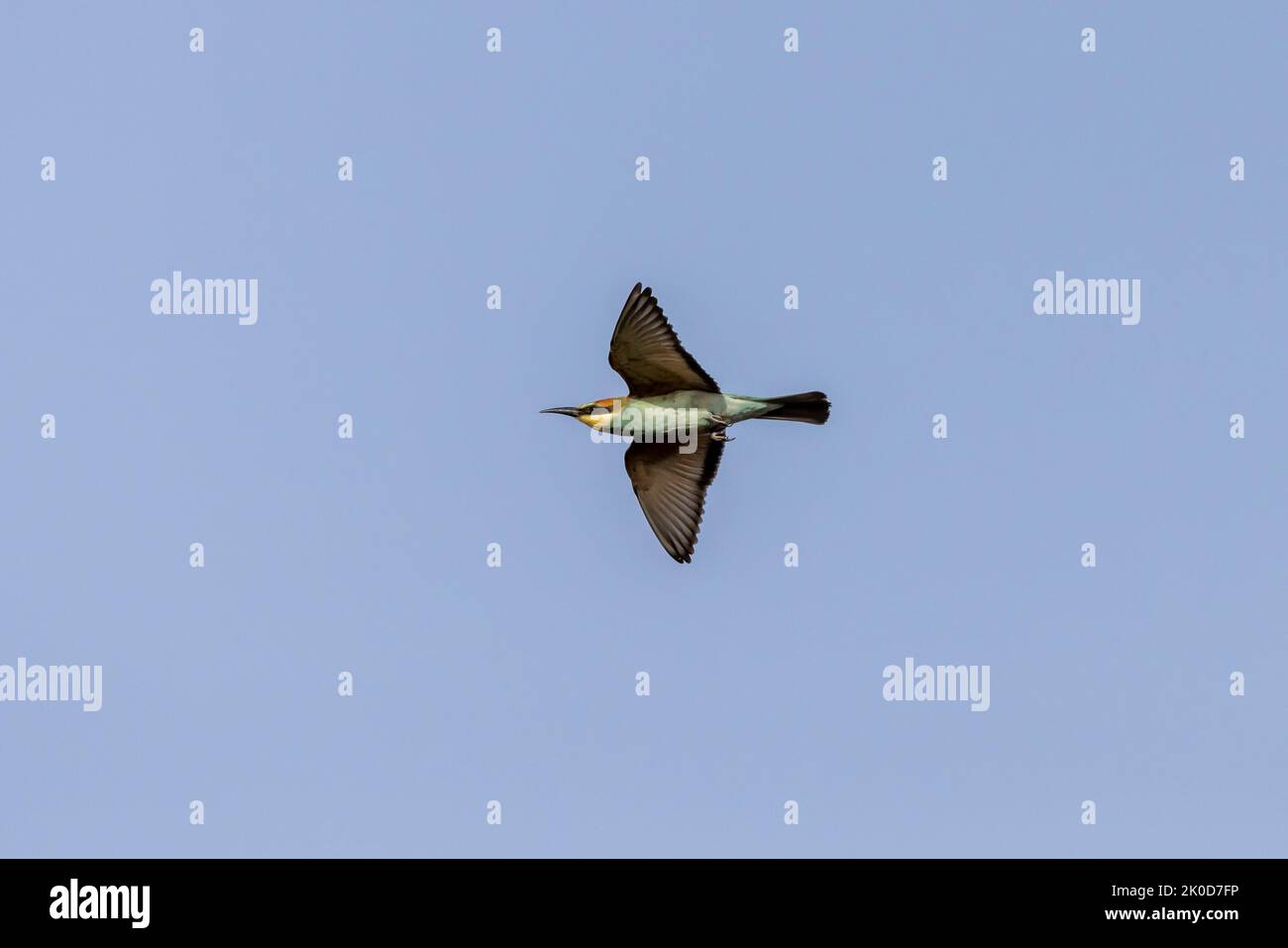 Bee-Eater in flight Stock Photo