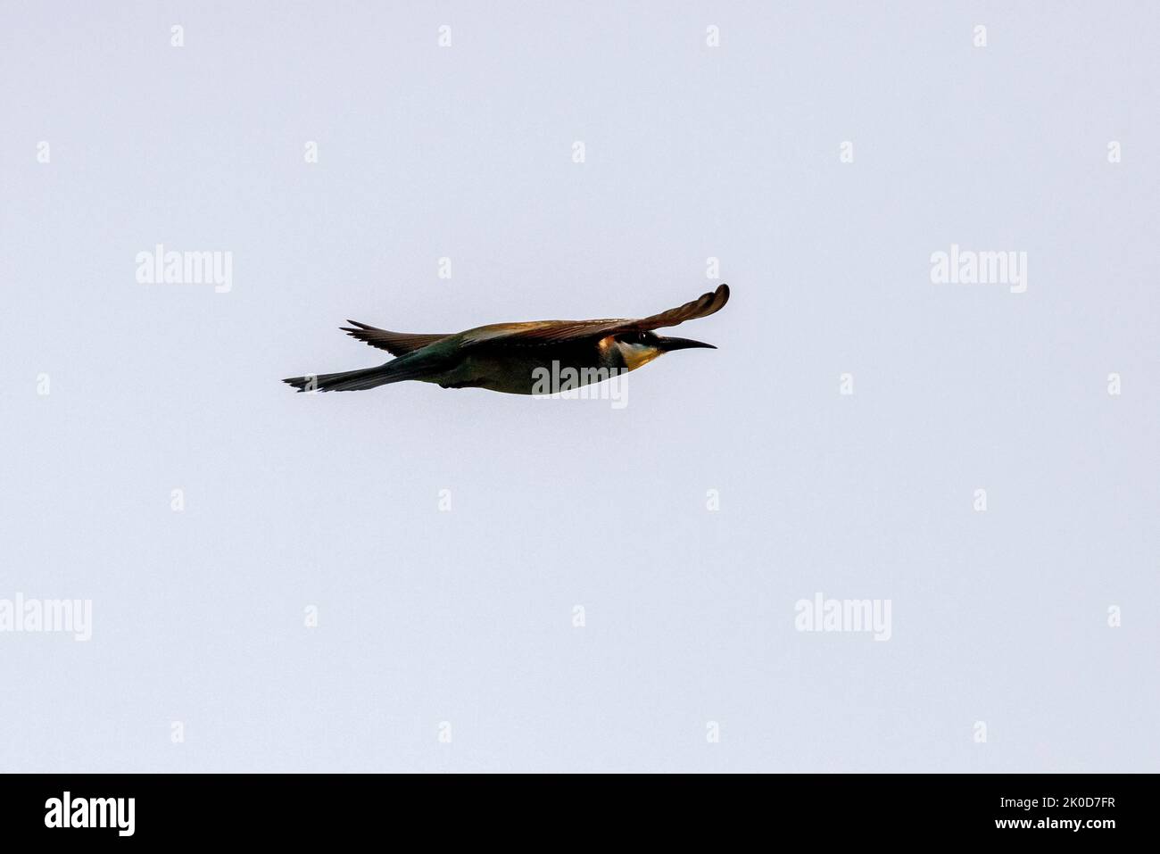 Bee-Eater in flight Stock Photo