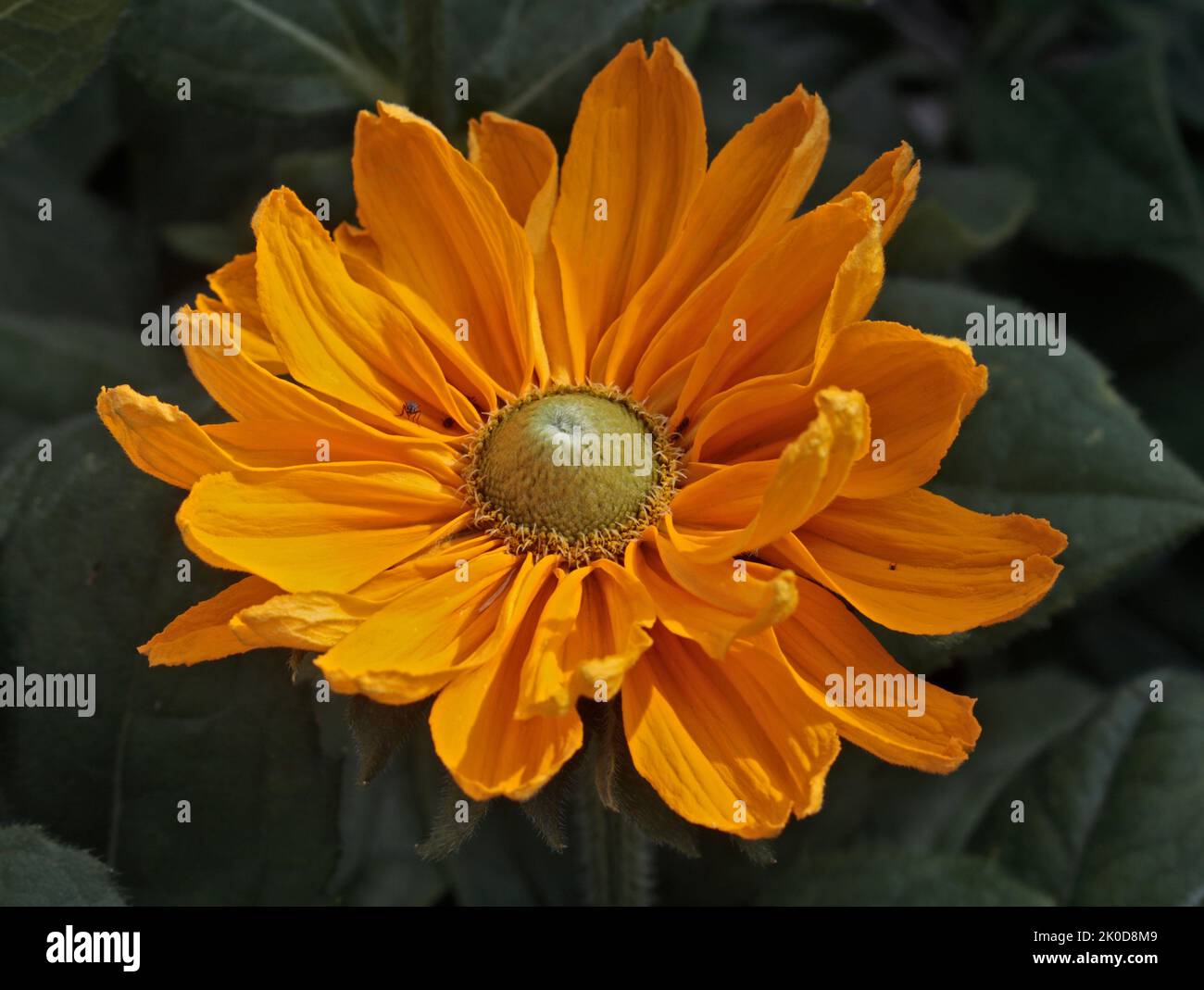 Rudbeckia Hirta Amarillo Stock Photo