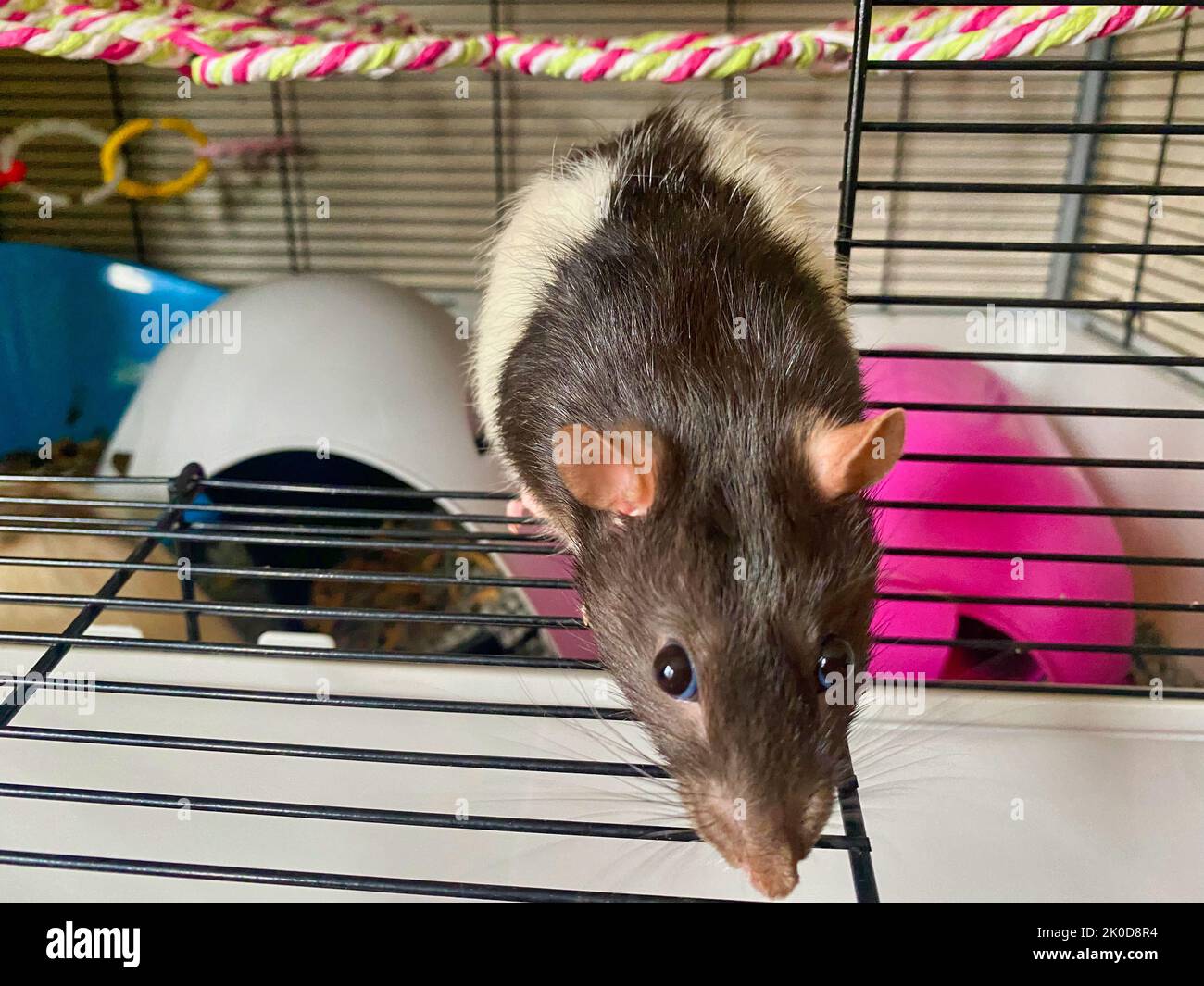 A pet rat in a cage Stock Photo
