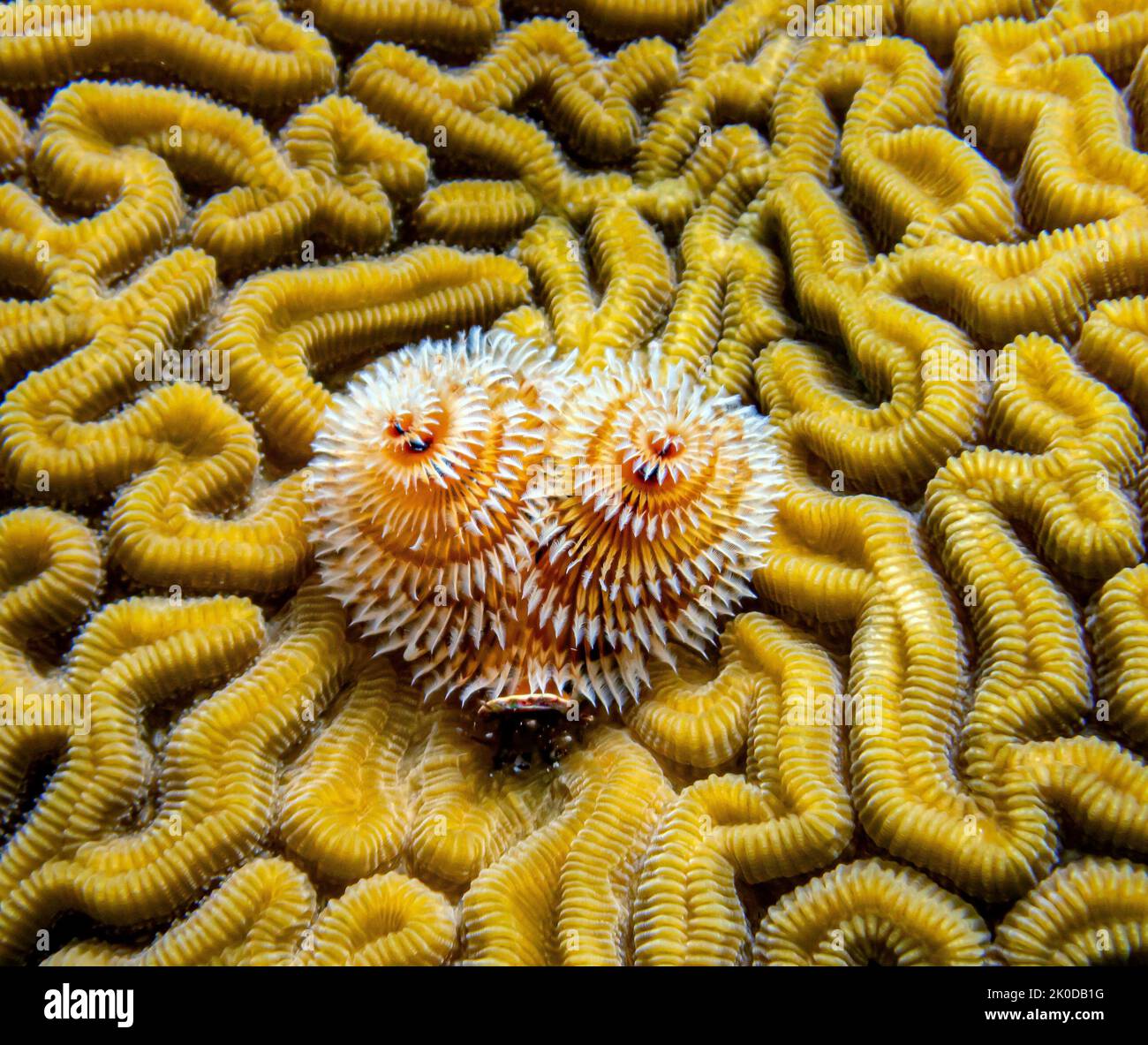 Spirobranchus giganteus, commonly known as Christmas tree worms, are Christmas Tree Worms