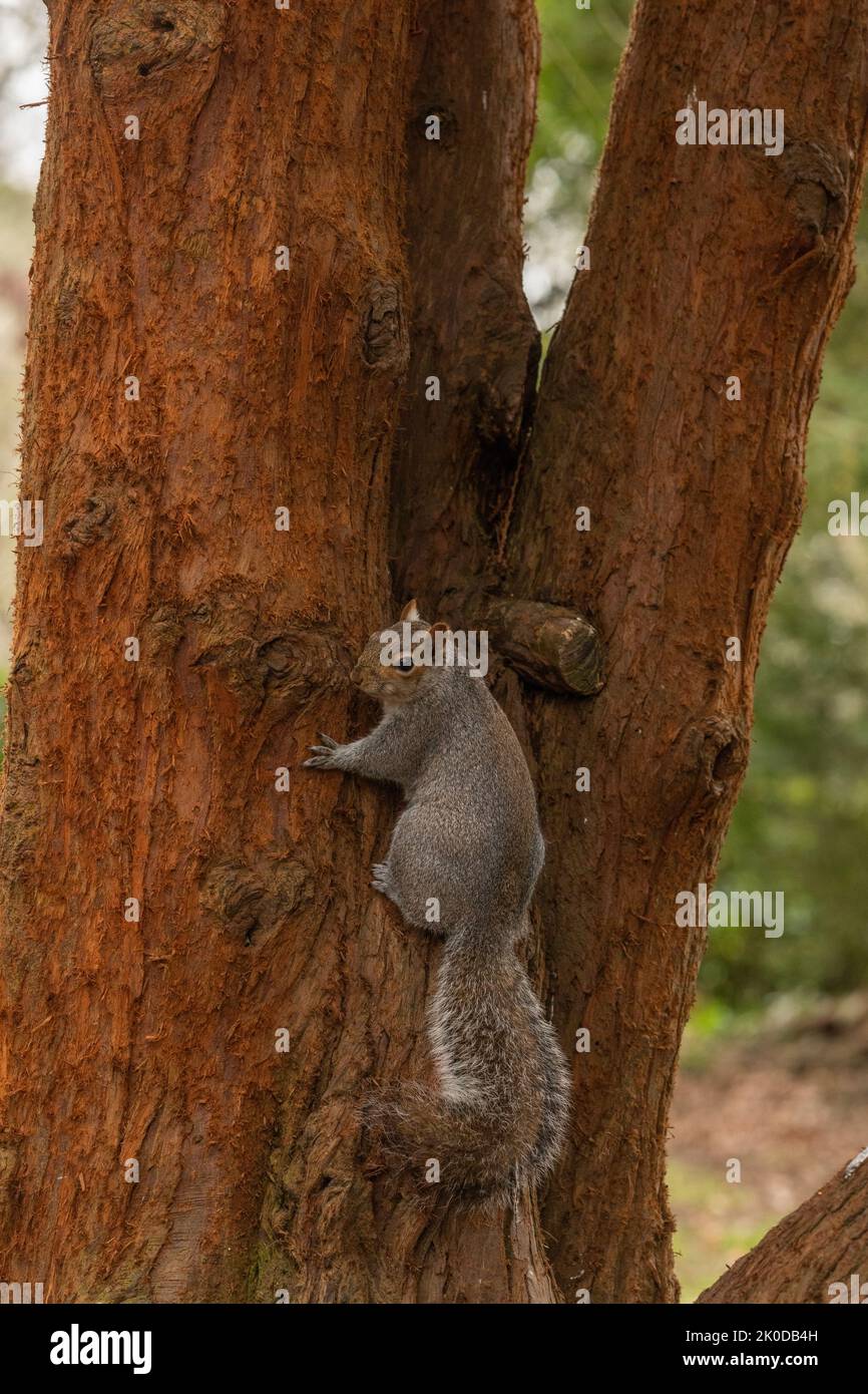 Grey UK squirrel in tree during winter, looking at the camera Stock Photo