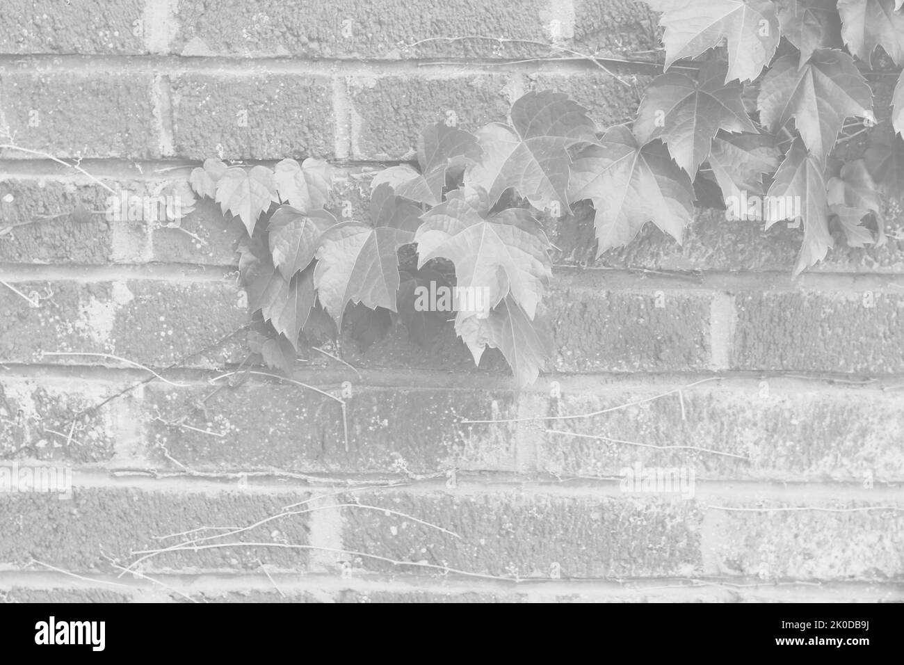 Common ivy plants climbing a brick wall in a black and white monochrome Stock Photo Alamy