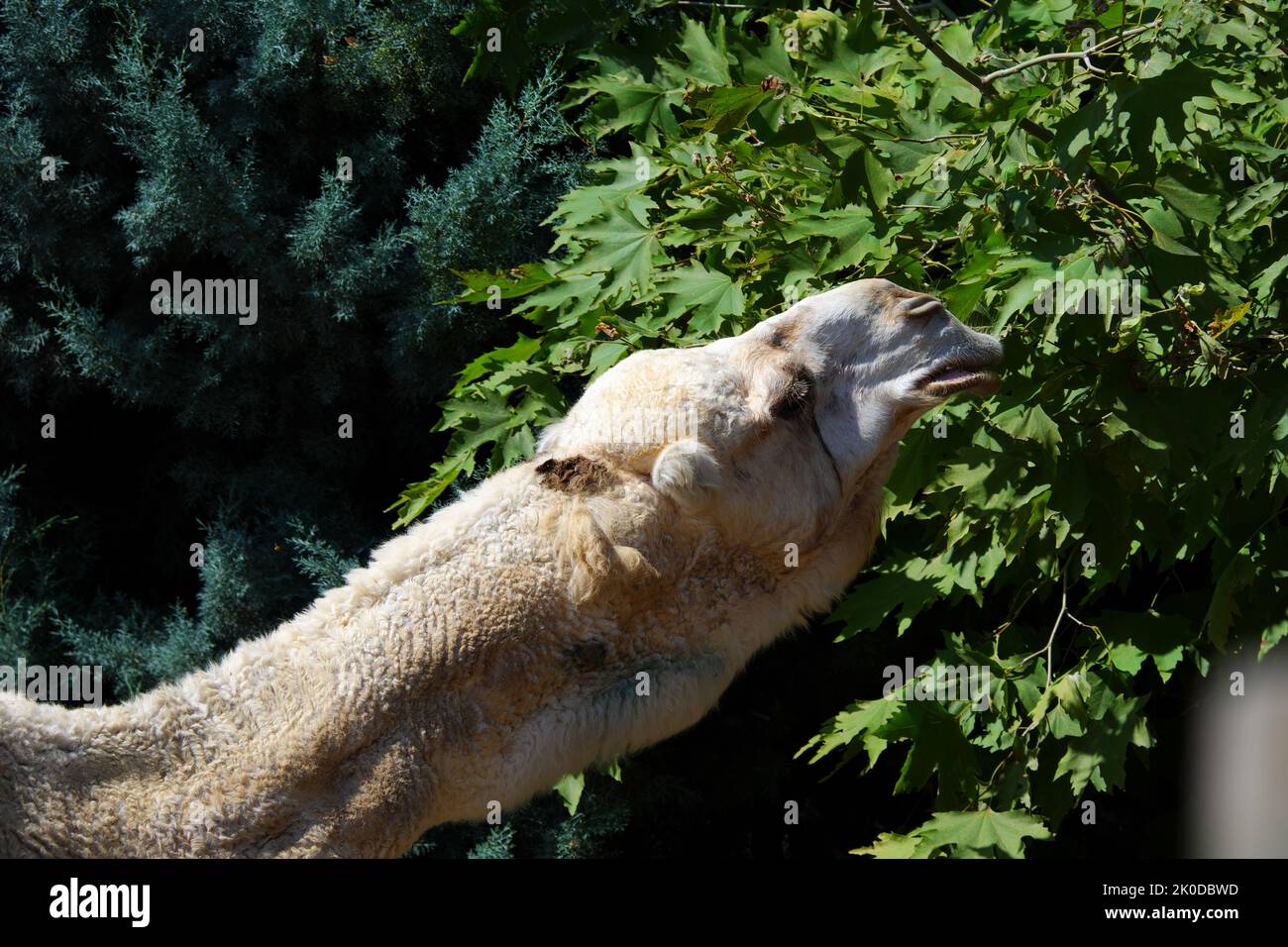 Dromedary -Camelus Dromederius- Arabian Camel at zoo eating leaves and grass Stock Photo