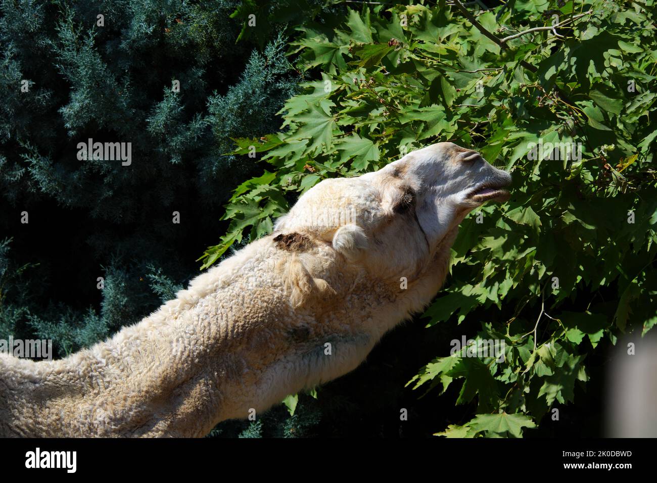 Dromedary Camelus Dromederius Arabian Camel at zoo eating leaves of a