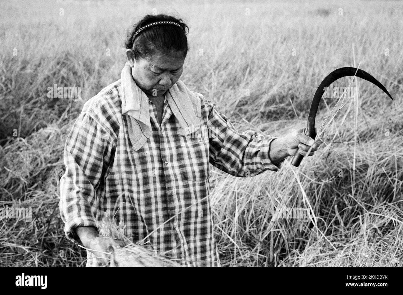Kodak Tri-X Image of a Thai woman harvesting rice Stock Photo