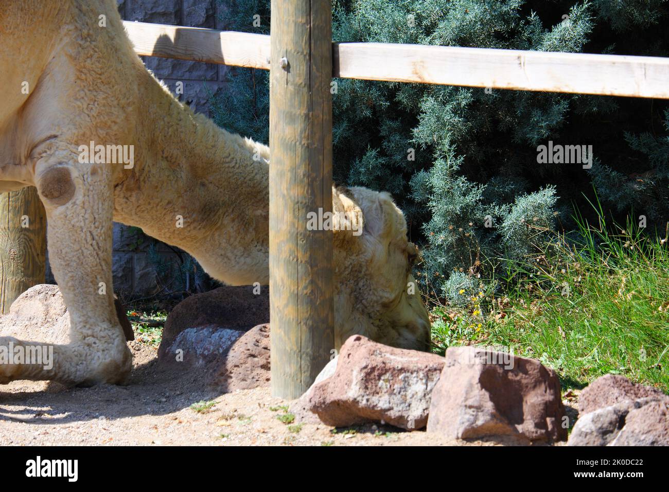 Dromedary -Camelus Dromederius- Arabian Camel at zoo eating leaves and grass Stock Photo