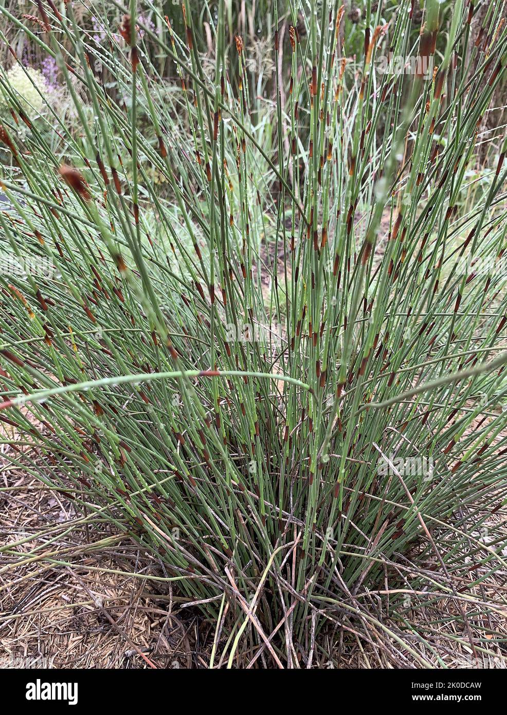 Close up of the ornamental grass Elegia tectorum seen in the garden in the UK in late summer. Stock Photo