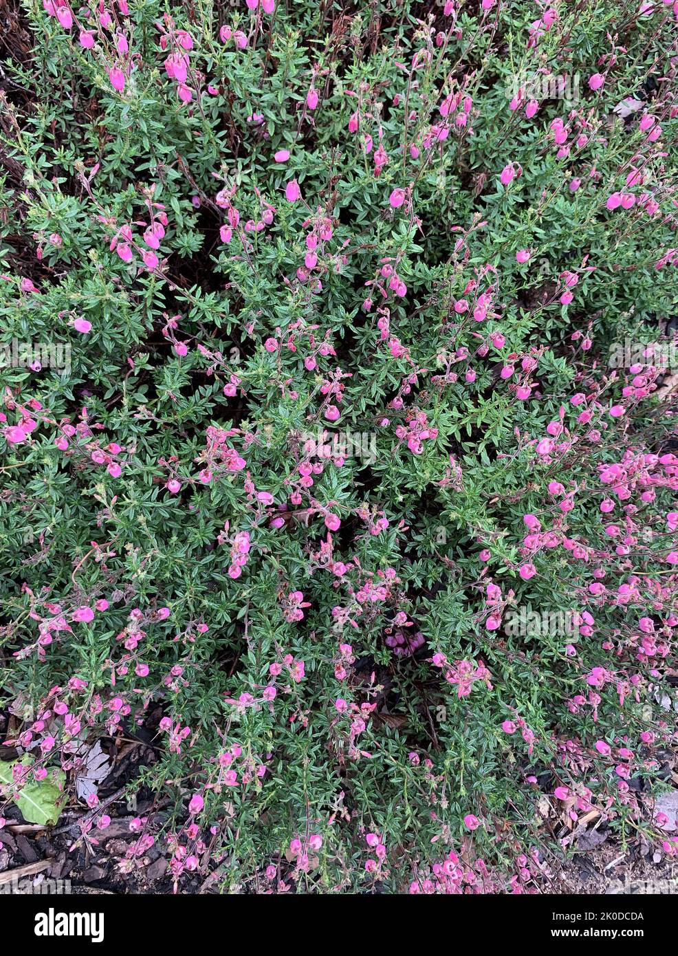 Close up of the pink flowering heather daboecia cantabrica tinkerbell seen in the garden in the UK in late summer. Stock Photo