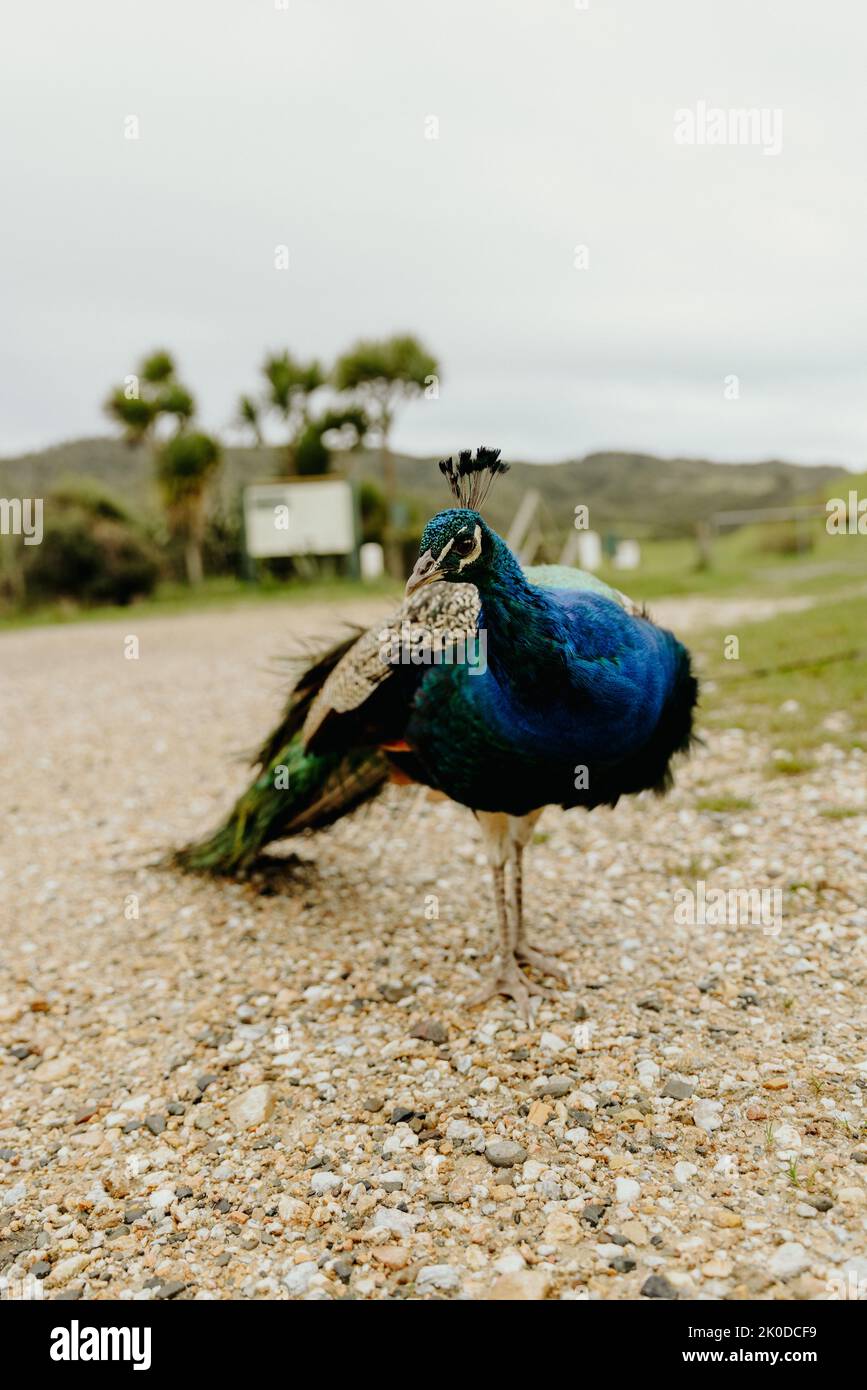 Colorful peacock posing in garden, shot in New Zealand  Stock Photo