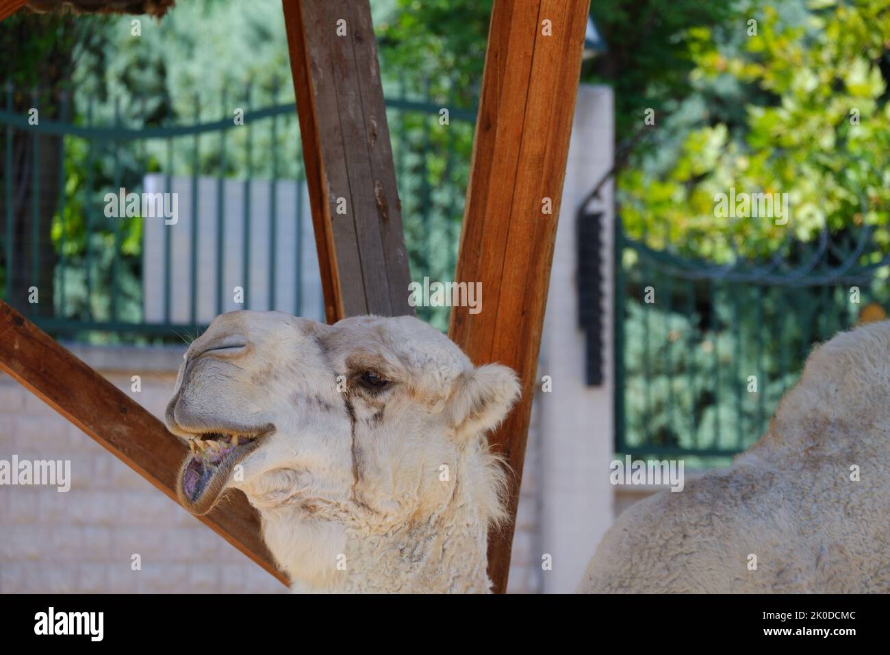 Dromedary -Camelus Dromederius- Arabian Camel at Stock Photo