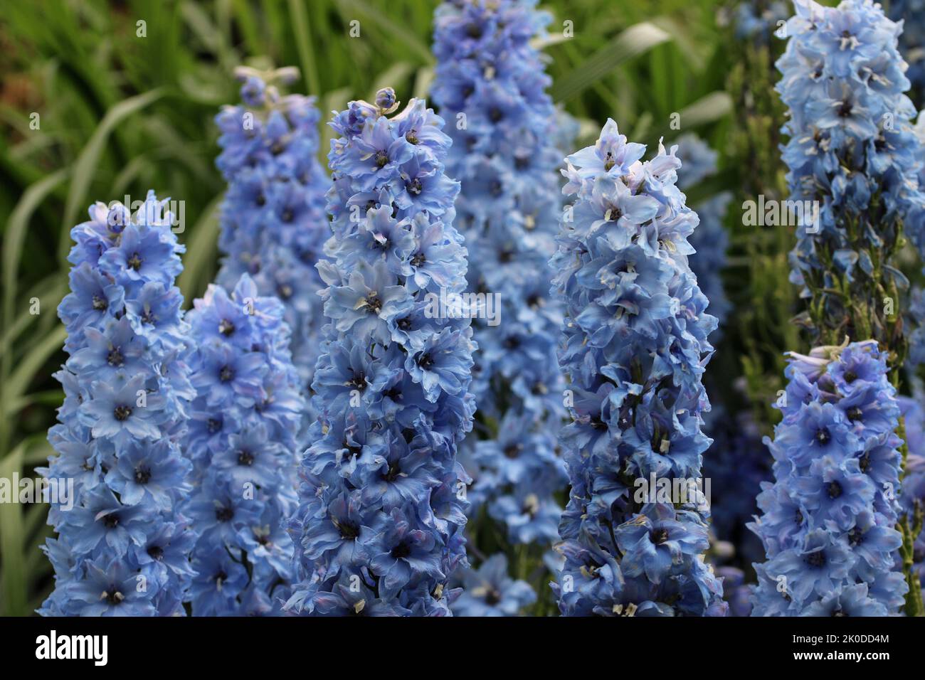 Flowering spikes of blue delphinium flowers with white centres and a blurred background of leaves. Stock Photo