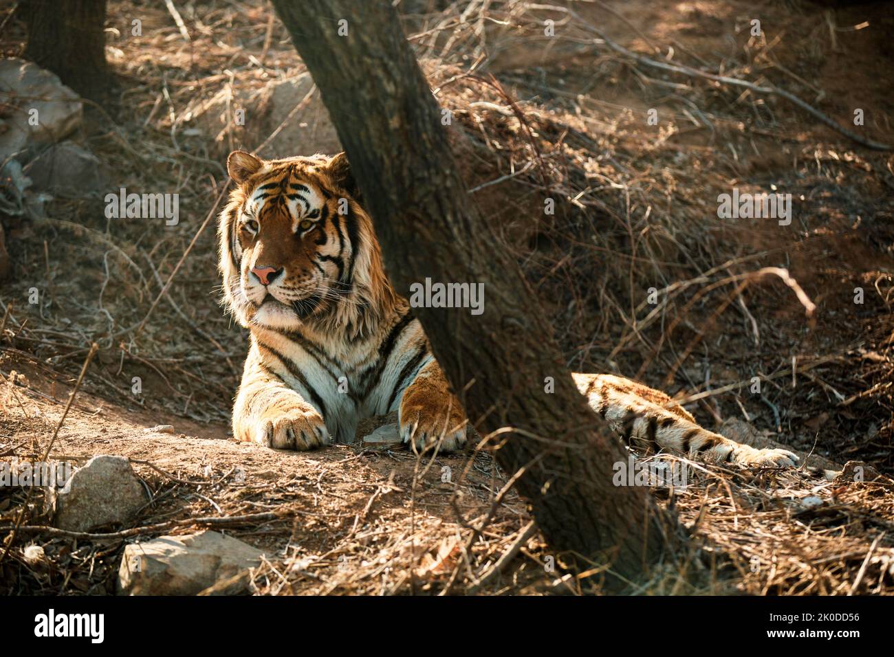 Tiger in beijing zoo china hi-res stock photography and images - Alamy