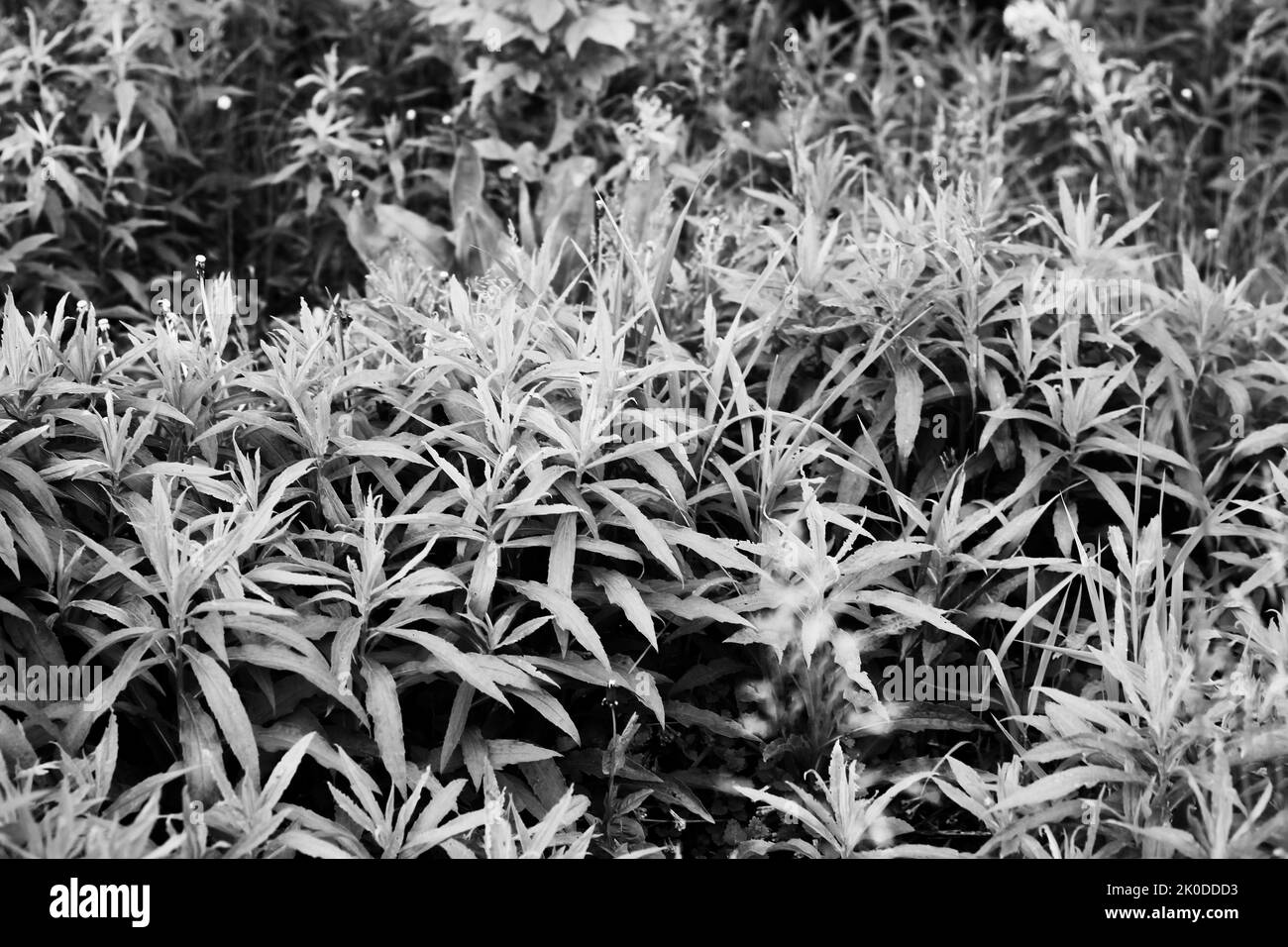 Ornamental leafy plants Black and White Stock Photos & Images - Alamy