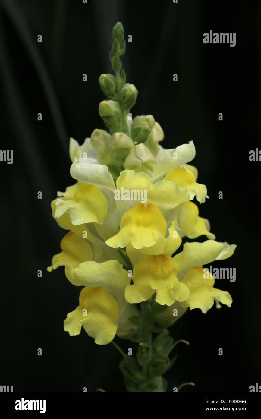 Flowering spike of yellow snapdragon, Antirrhinum species, flowers in close up with a blurred background of leaves. Stock Photo