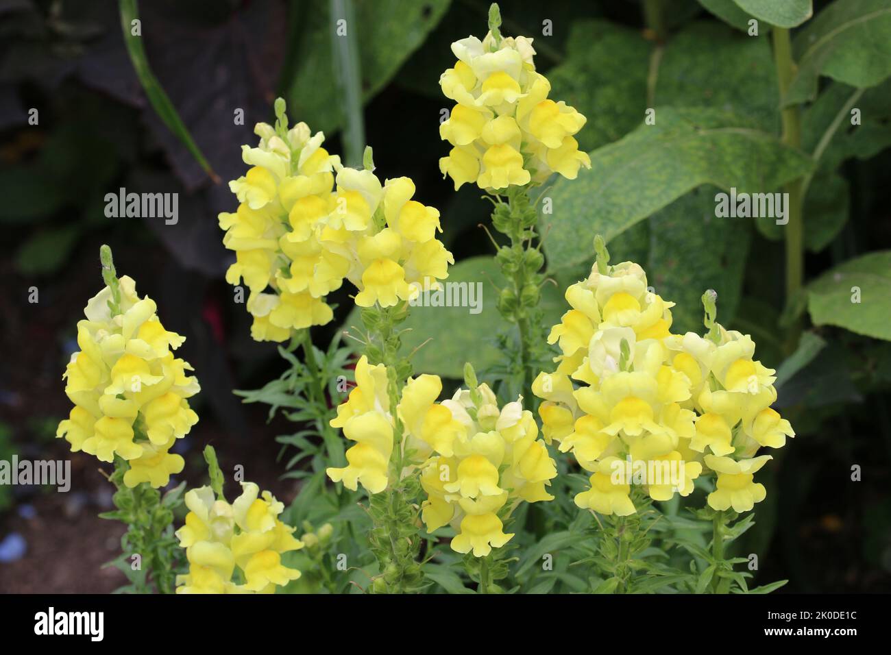 Flowering spikes of yellow snapdragon, Antirrhinum species, flowers with a blurred background of leaves. Stock Photo