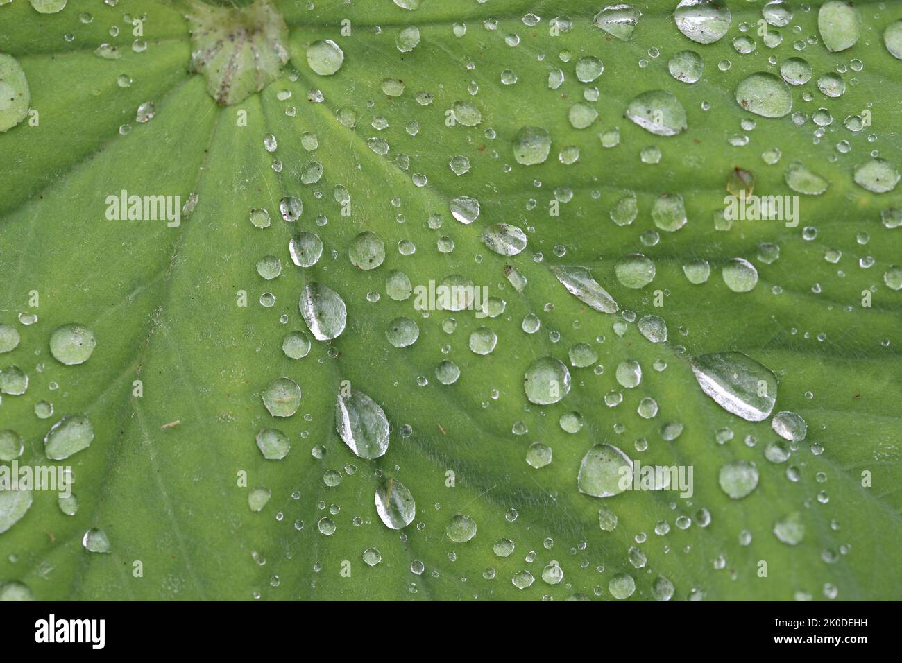 Ladys mantle, Alchemilla mollis, leaves in close up with raindrops and a background of blurred leaves. Stock Photo