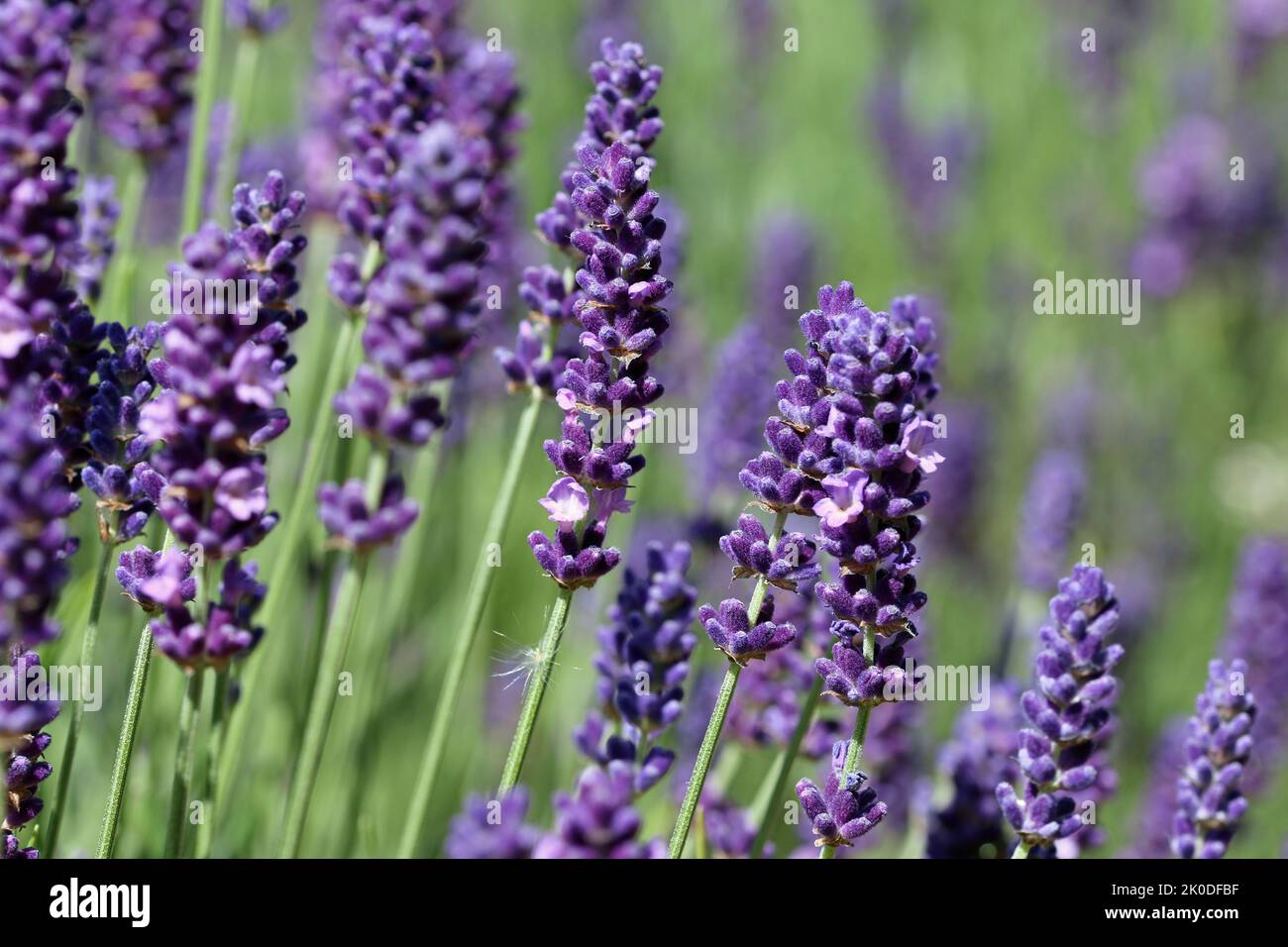 Purple lavender, Lavandula species, flowers in close up with a blurred background of leaves and other flowers. Stock Photo