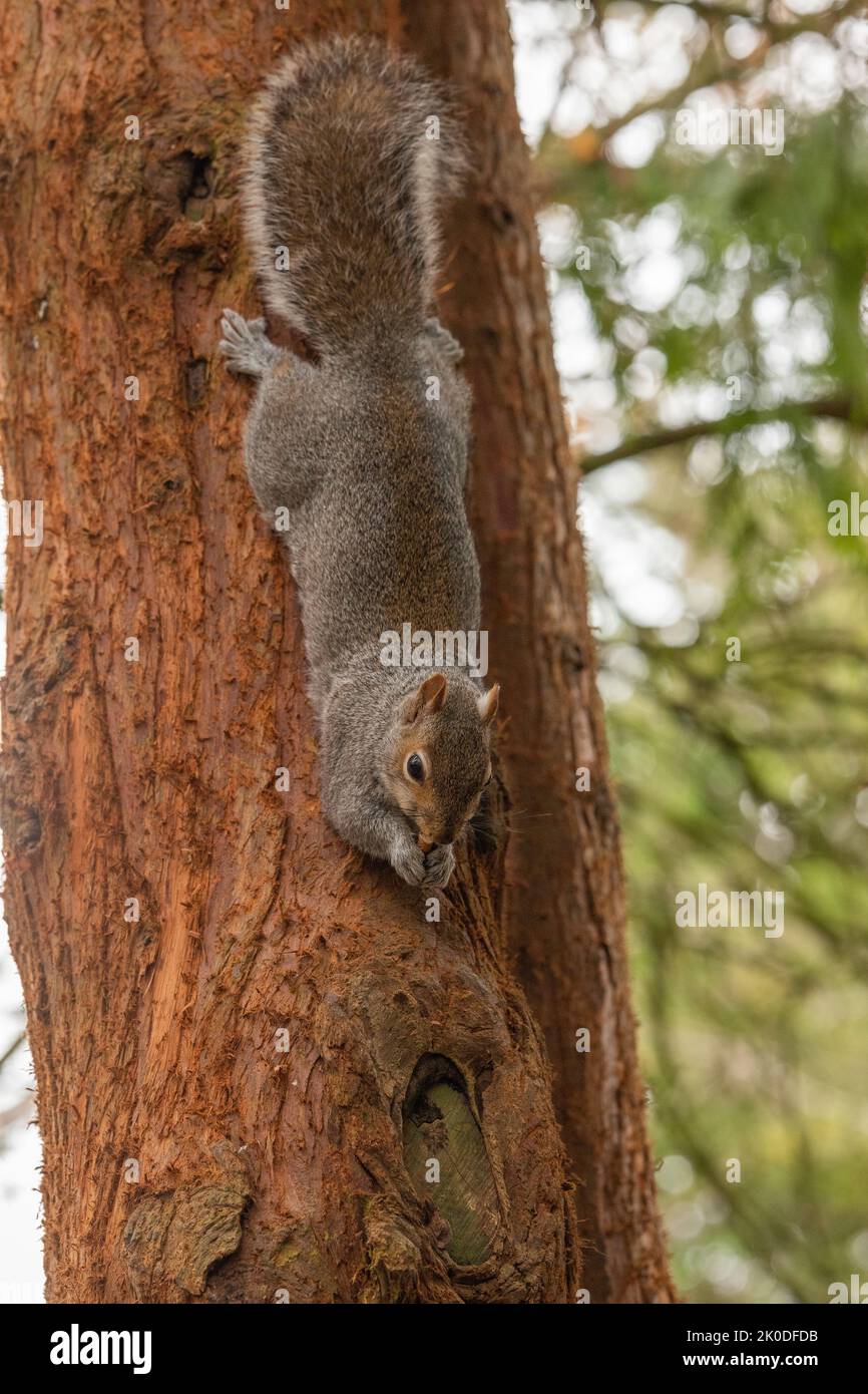 Grey UK squirrel in tree during winter, looking at the camera Stock Photo
