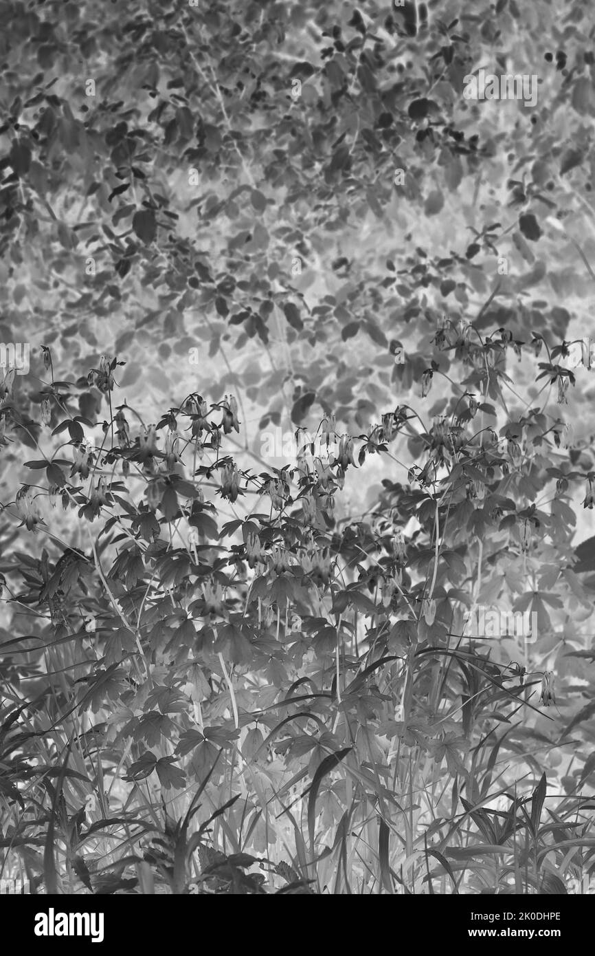 Vibrant field of wildflowers Black and White Stock Photos & Images - Alamy