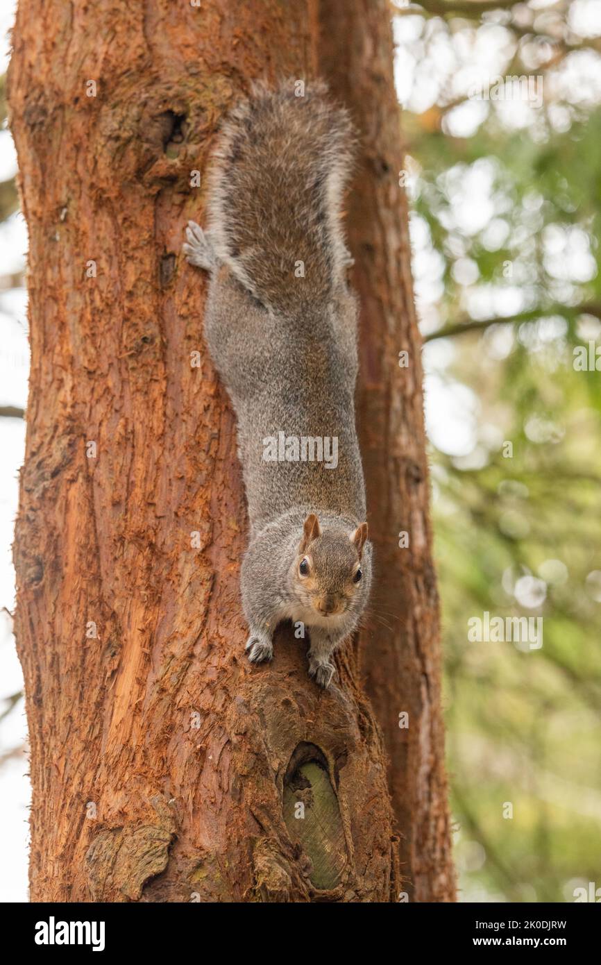Grey UK squirrel in tree during winter, looking at the camera Stock Photo