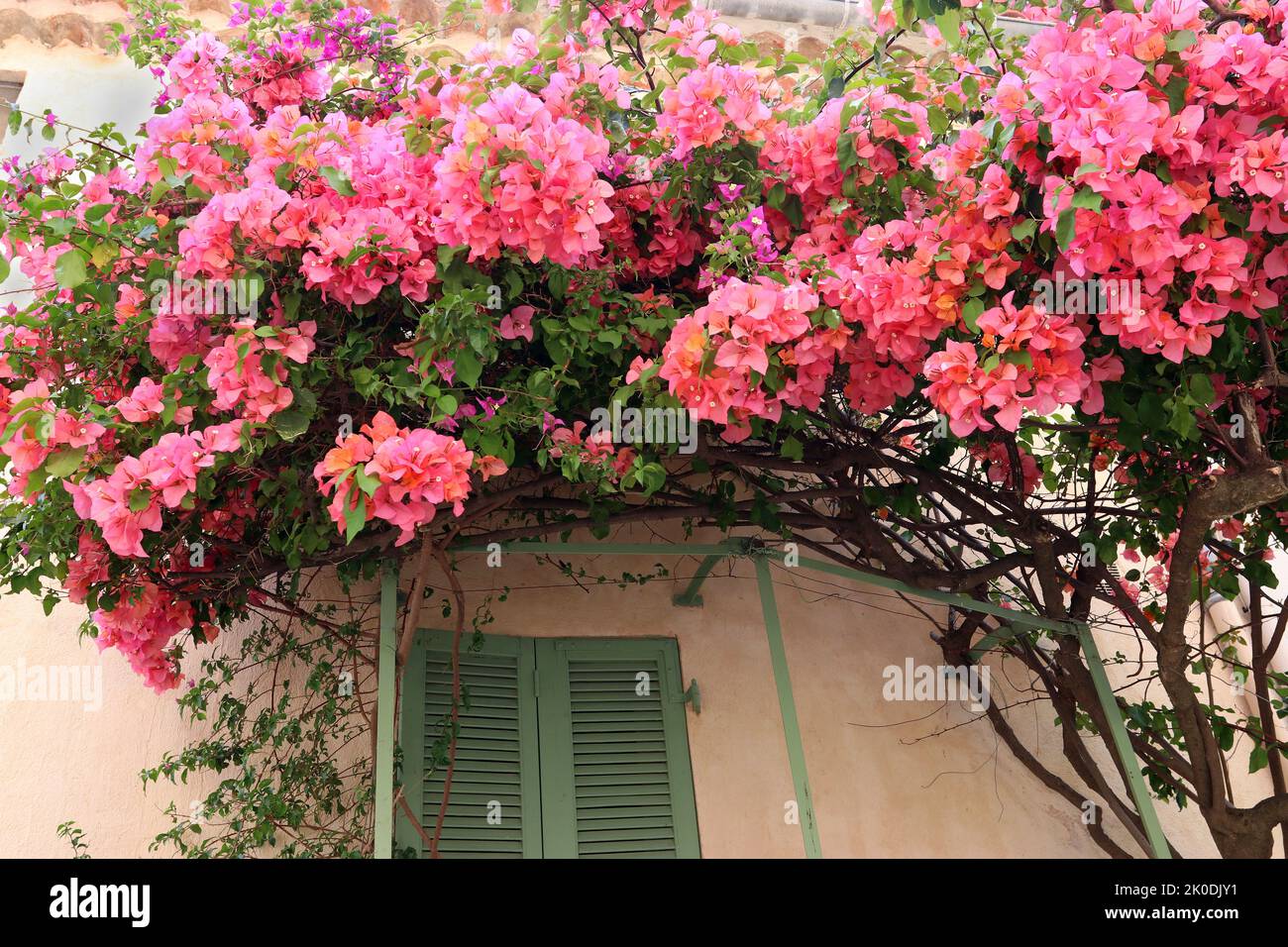 A beautiful pink bougainvillea is trained above a green shutter.  St Tropez, May.  Generic image. Stock Photo