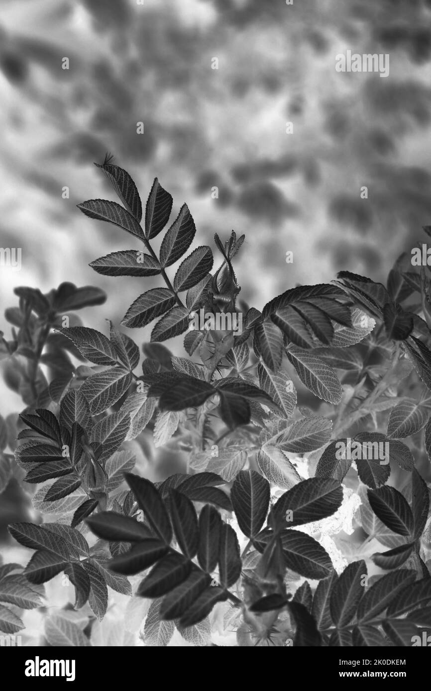 Ornamental leafy plants Black and White Stock Photos & Images - Alamy