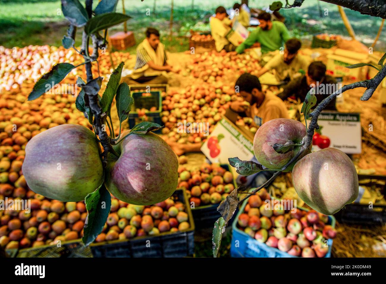 Farmers seen packing fresh apples at an orchard during the harvesting season on the outskirts of