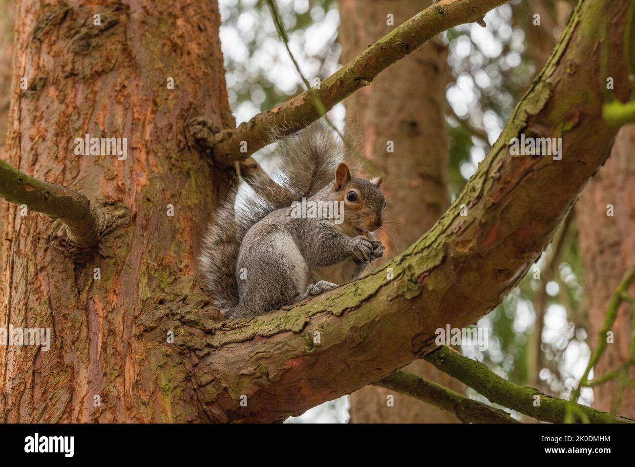 Grey UK squirrel in tree during winter, looking at the camera Stock Photo