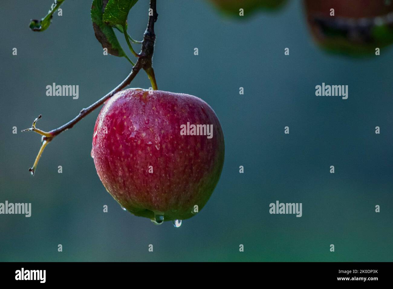 September 8, 2022, Srinagar, Jammu and Kashmir, India A fresh apple is pictured at an orchard