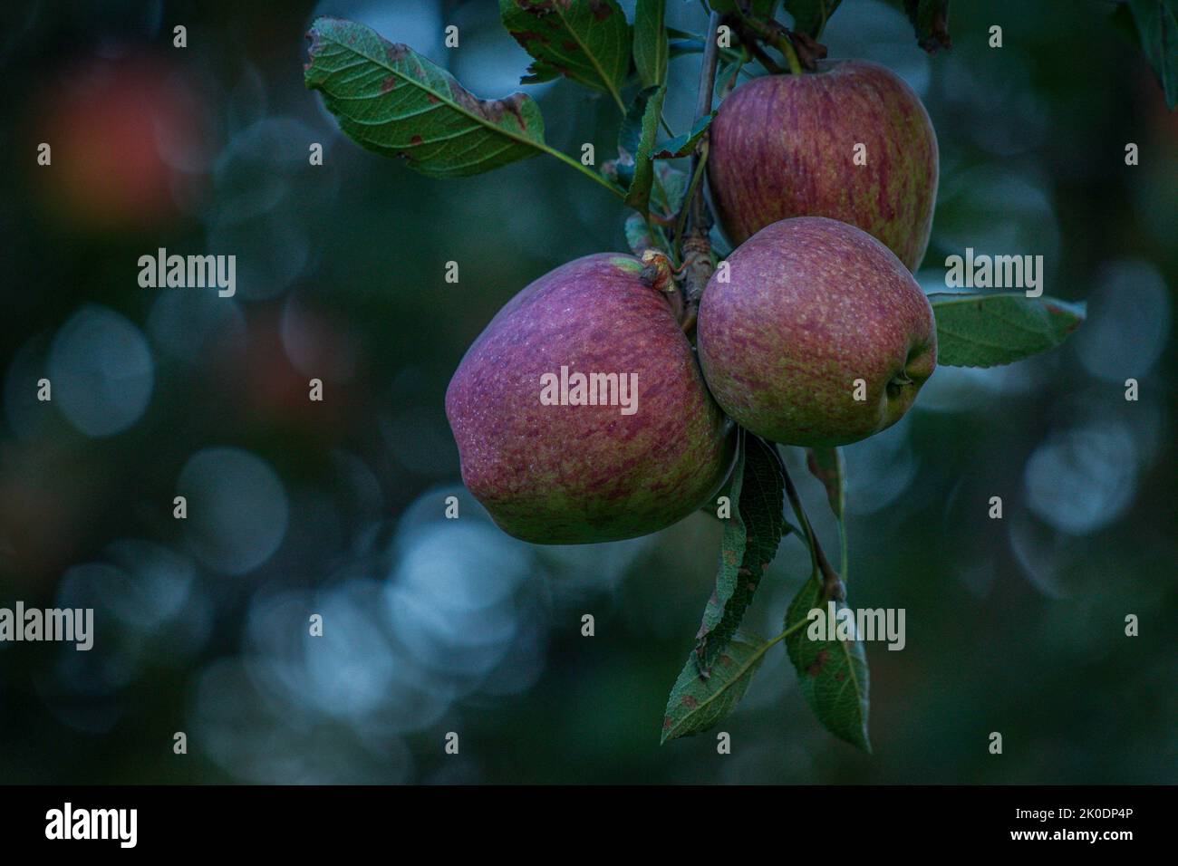 September 8, 2022, Srinagar, Jammu and Kashmir, India Fresh apples are pictured on branches at