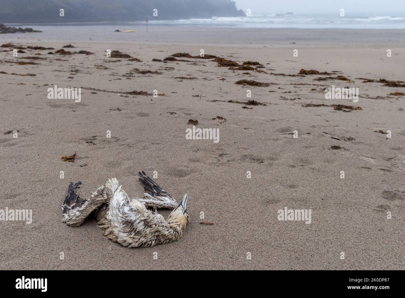 Warren Beach, Rosscarebry, West Cork, Ireland. , . Two dead birds have been spotted on the Warren Beach in West Cork today, amidst current fears of Avian Flu. Credit: AG News/Alamy Live News Stock Photo